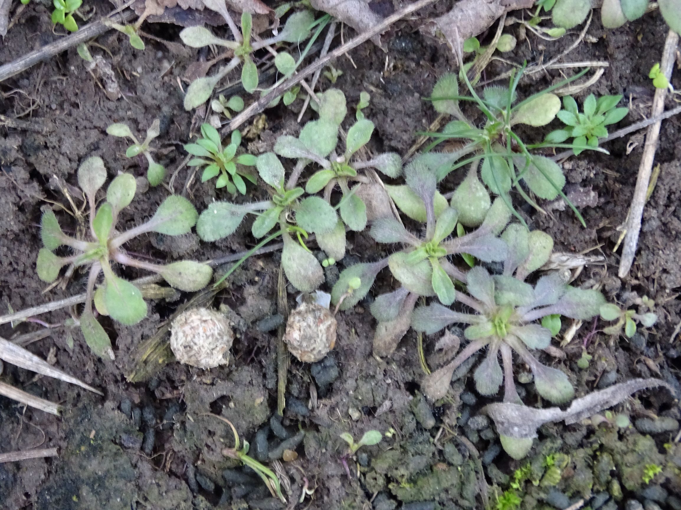 DSC08036 rosetten, cf. erigeron acris, draba verna agg. etc., potzneusiedl-gattendorf, 2021-01-24.JPG