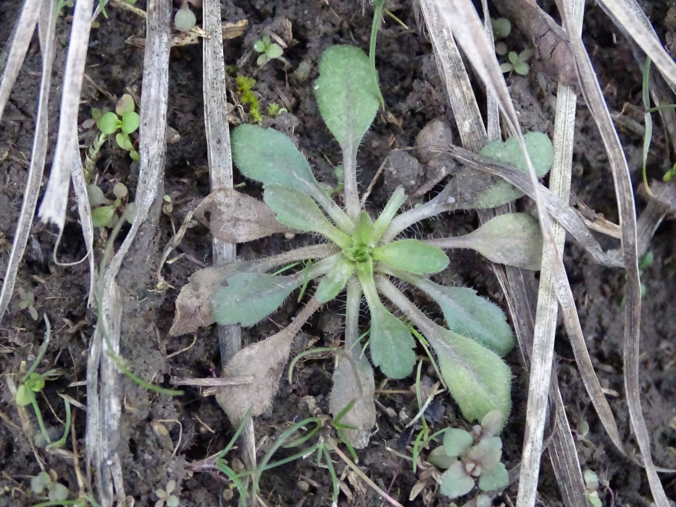 DSC08037 rosetten, cf. erigeron acris etc., potzneusiedl-gattendorf, 2021-01-24.JPG