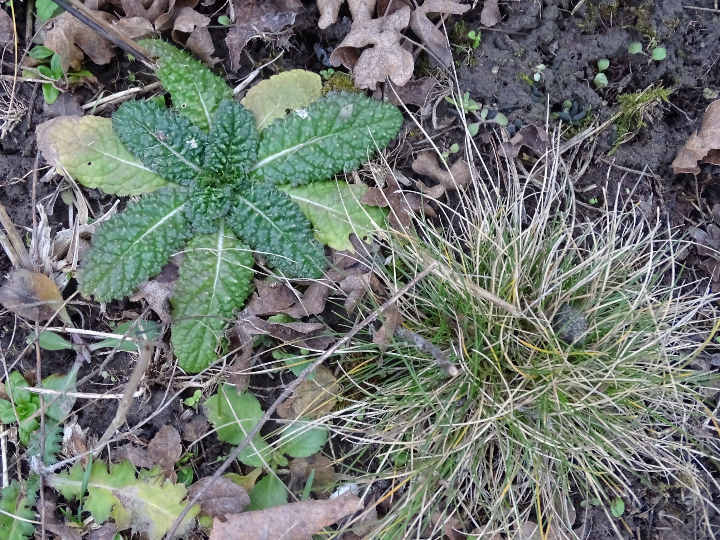 DSC08041 rosetten, dipsacus fullonum, carduus acanthoides etc. (festuca cf. rupicola), potzneusiedl-gattendorf, 2021-01-24.JPG