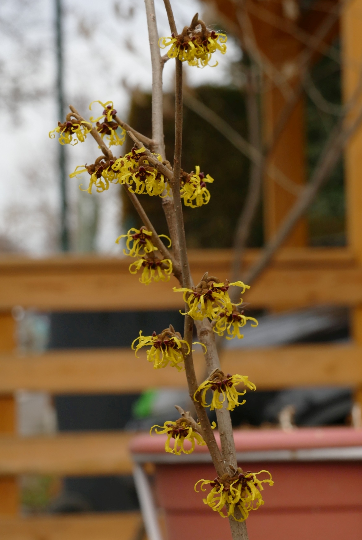 Hamamelis x intermedia.jpg