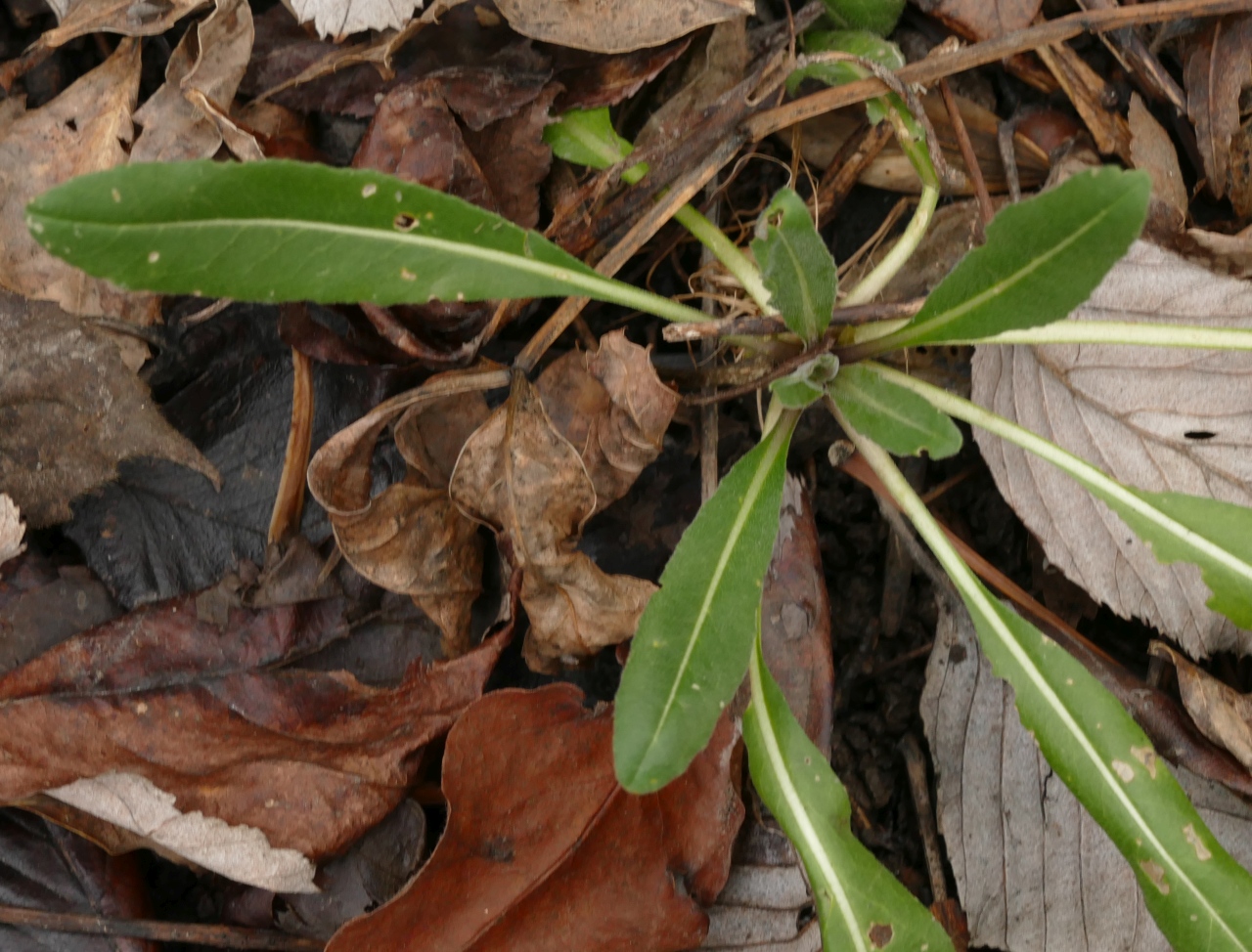 Isatis tinctoria.jpg