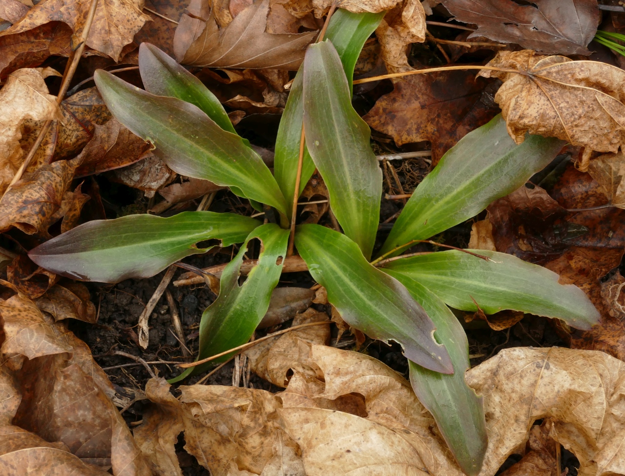 Lilium candidum.jpg