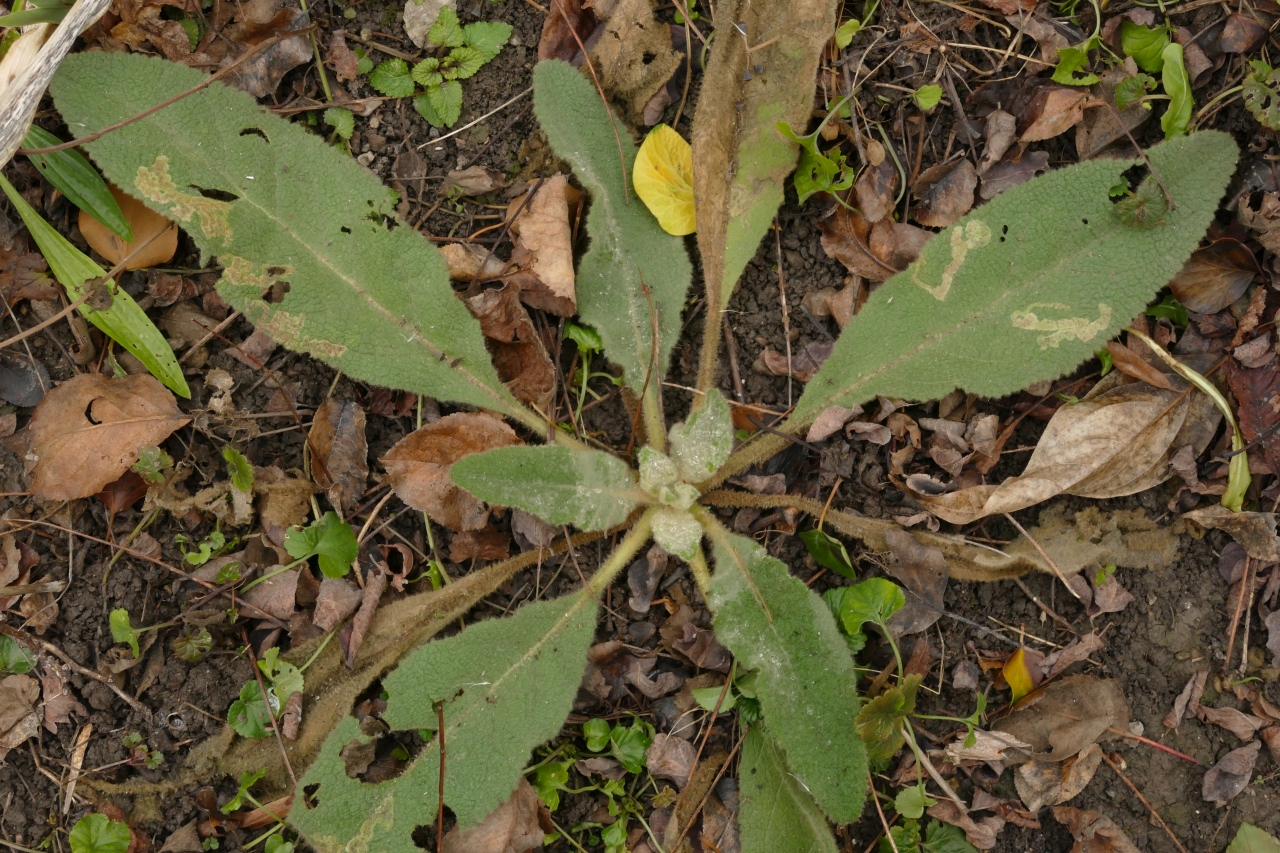 Verbascum phlomoides.jpg