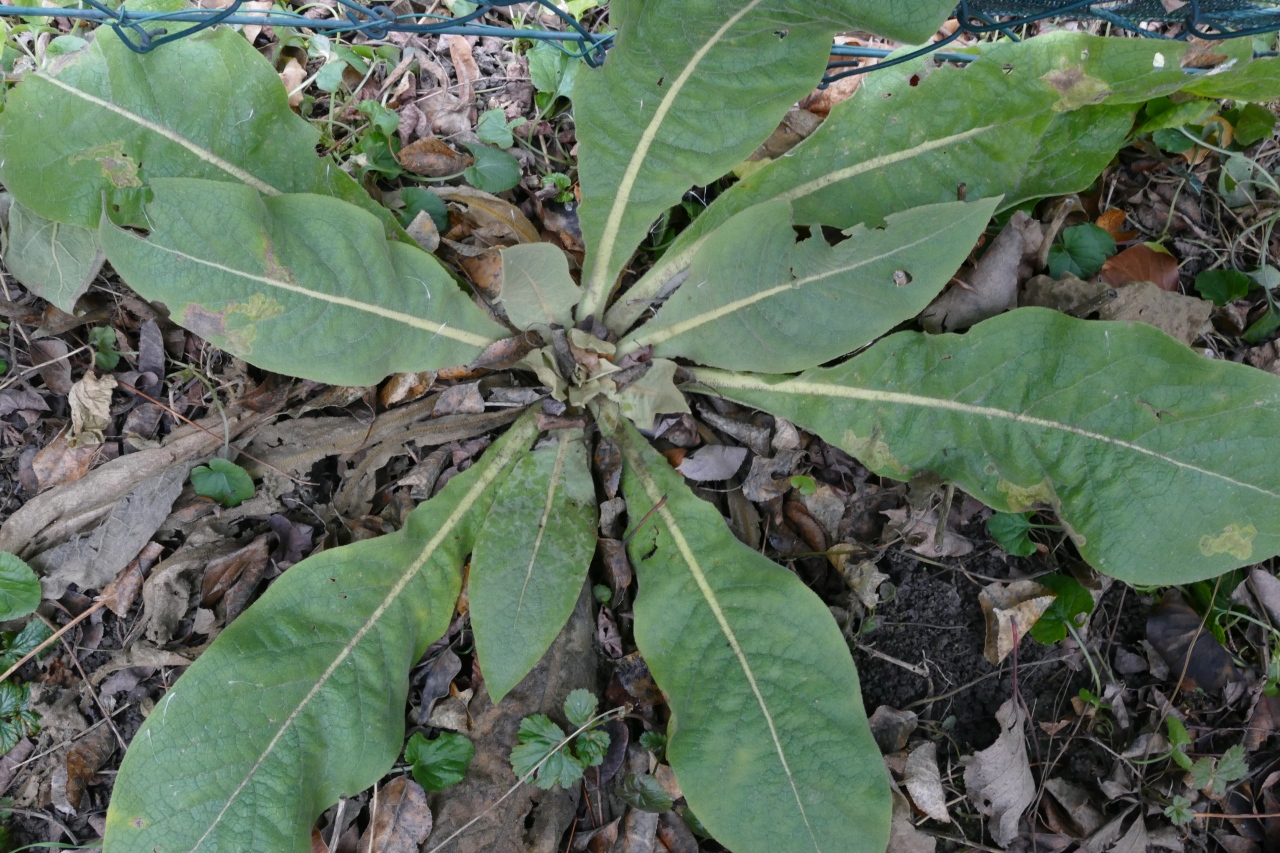 Verbascum speciosum.jpg