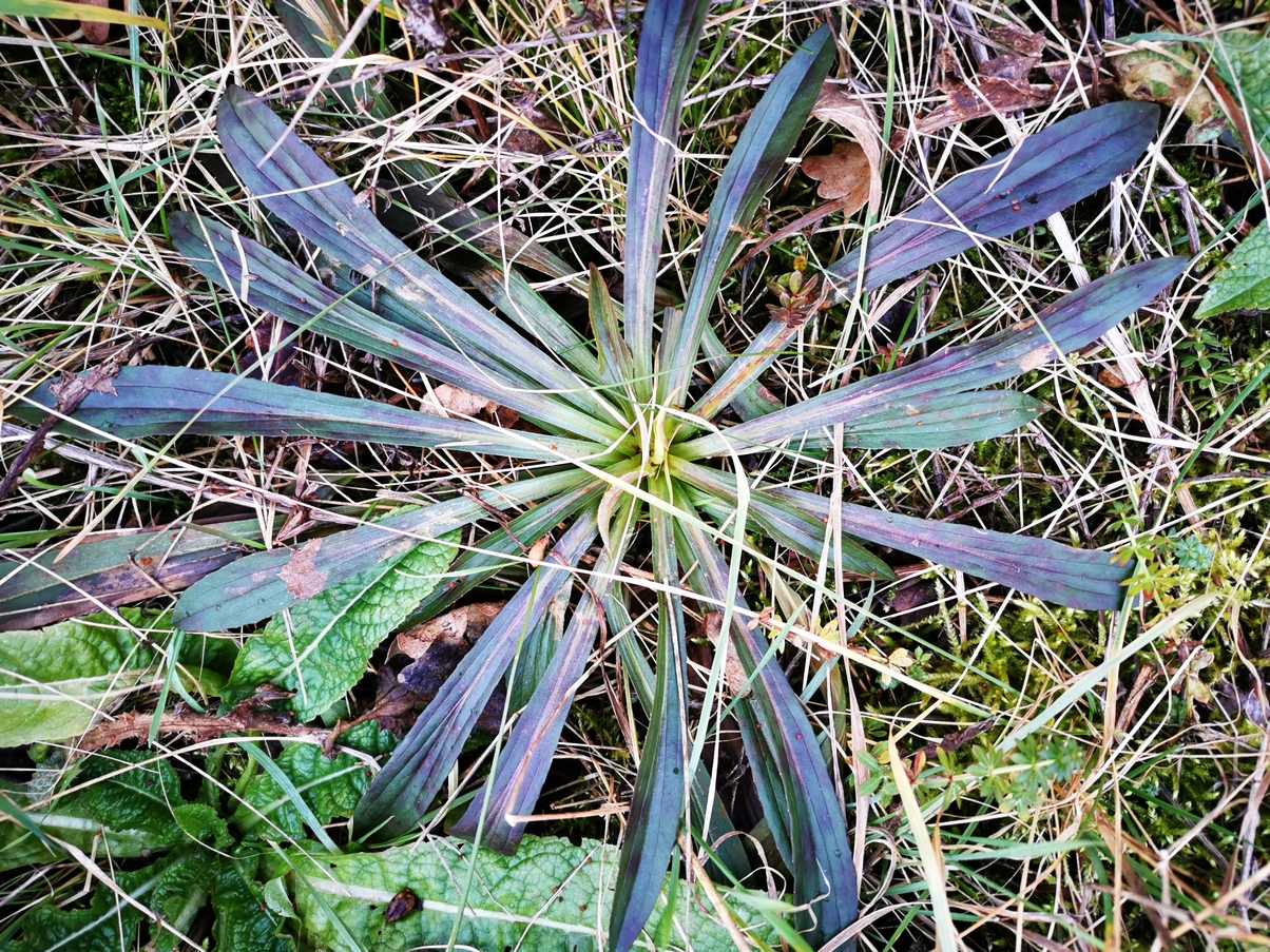 Digitalis lanata.jpg