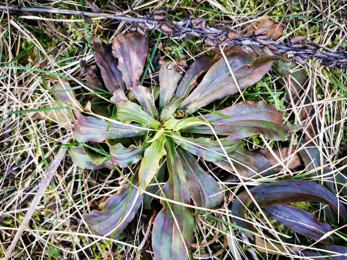 Digitalis lanata 2.jpg