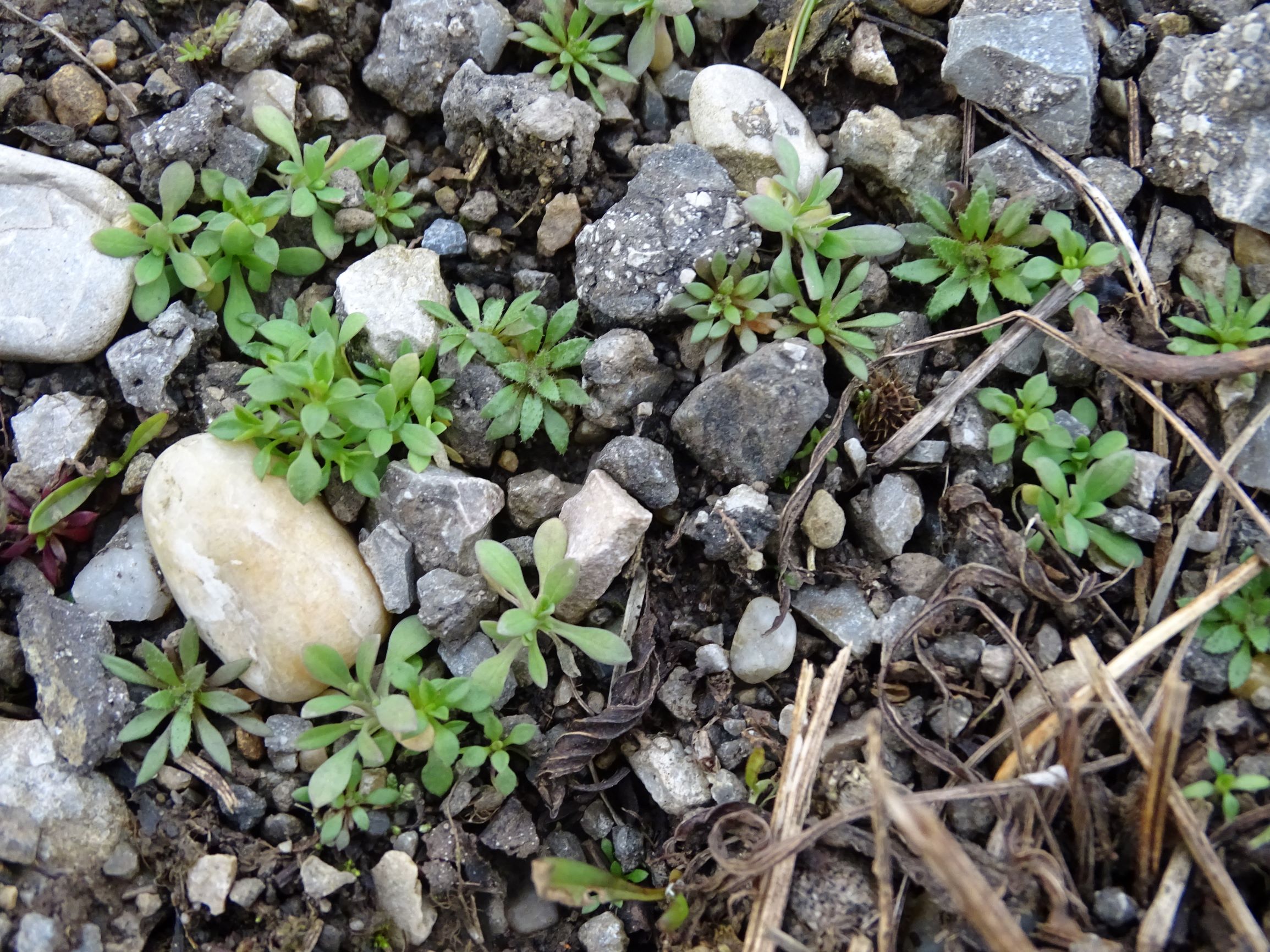 DSC08113 rosetten, 2021-01-25, potzneusiedl-gattendorf, draba verna agg., holosteum umbellatum, arenaria serpyllifolia.JPG
