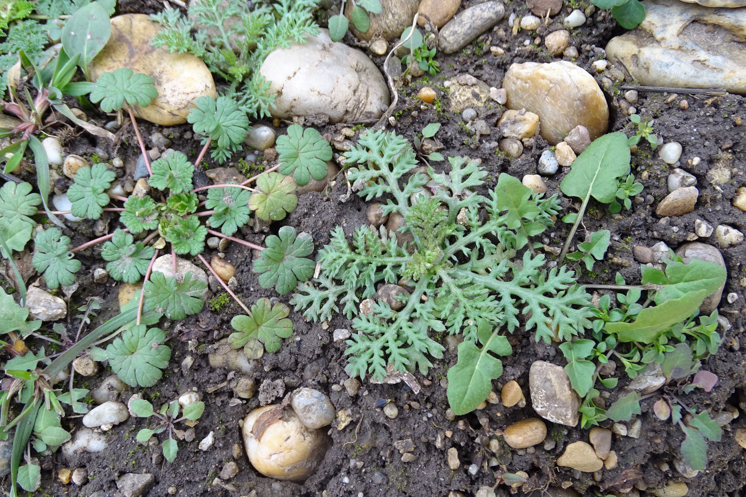 DSC08123 rosetten, 2021-01-25, potzneusiedl-gattendorf, anthemis austriaca, geranium pusillum, sisymbrium sp..JPG