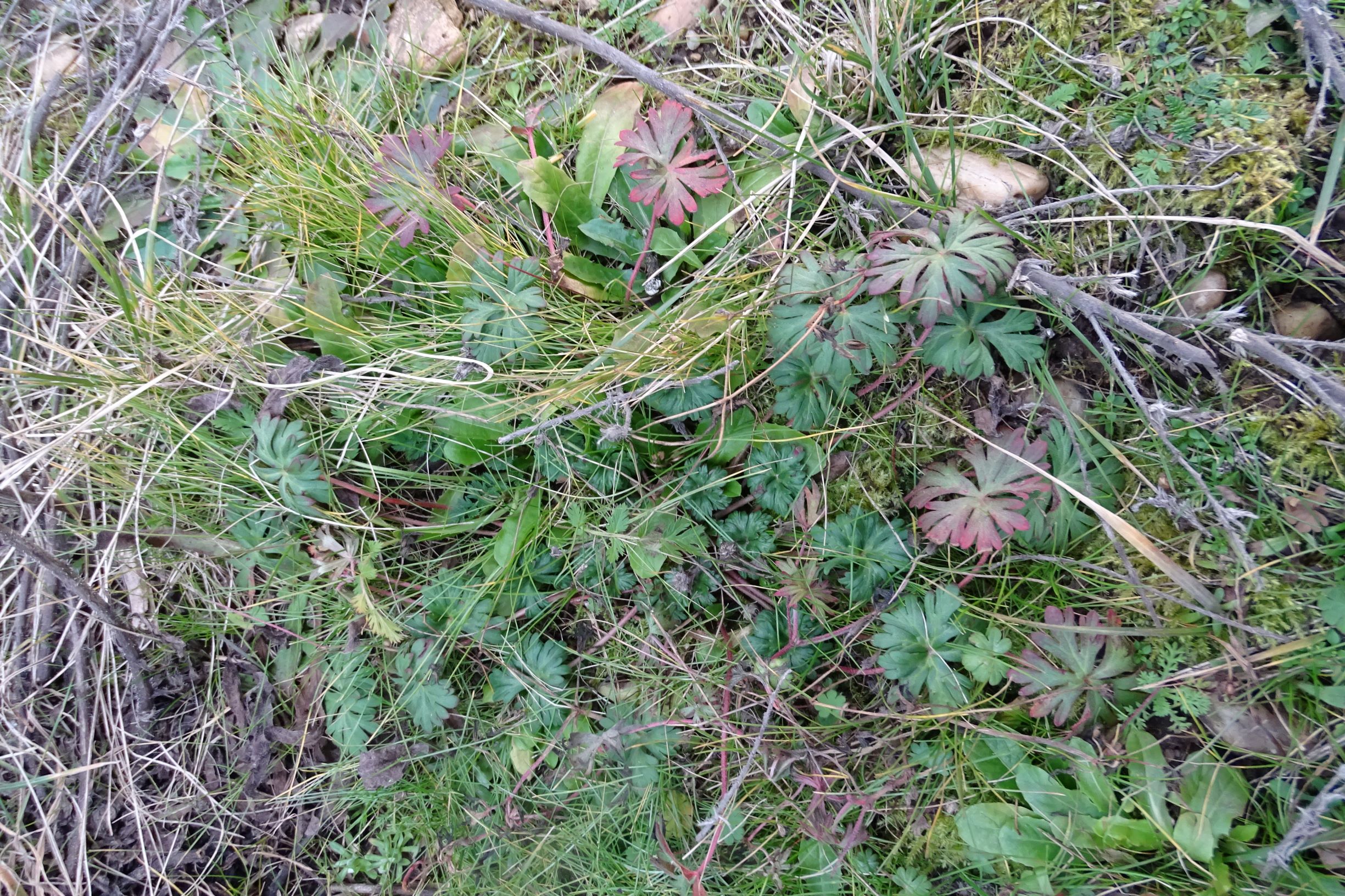 DSC08152 rosetten, 2021-01-25, potzneusiedl-gattendorf, geranium sp..JPG