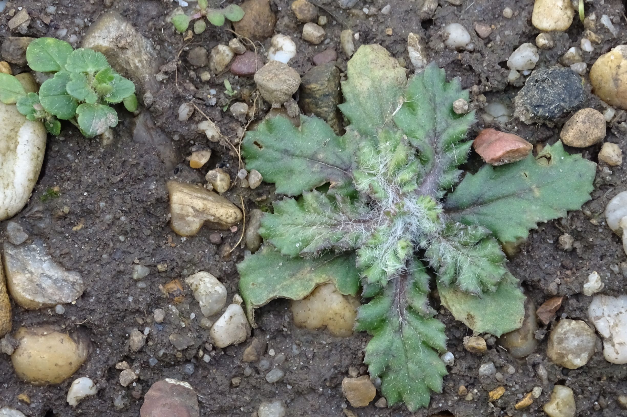 DSC08161 rosetten, 2021-01-25, potzneusiedl-gattendorf, senecio vernalis, veronica cf. triloba.JPG