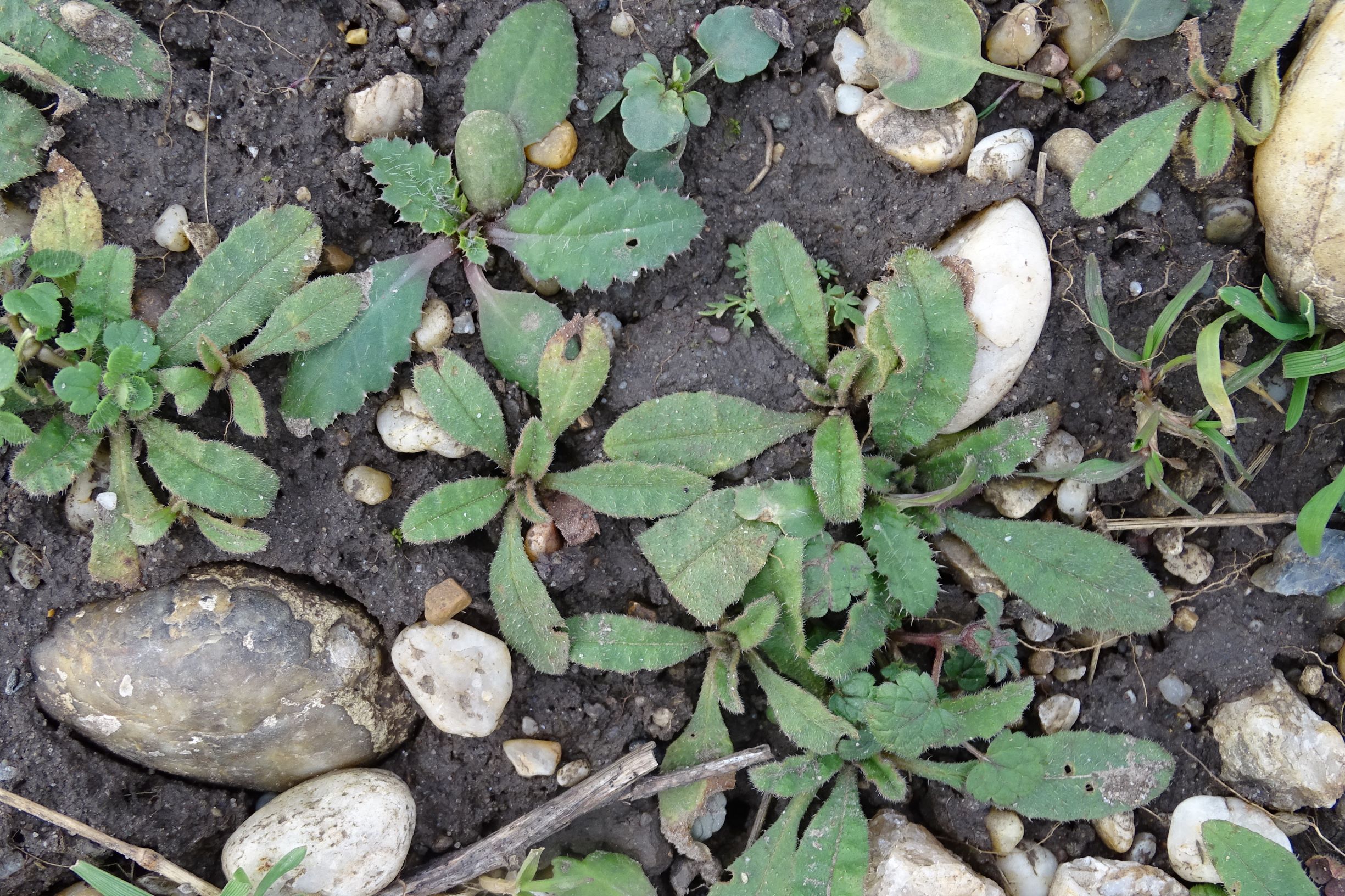 DSC08164 rosetten, 2021-01-25, potzneusiedl-gattendorf, echium vulgare, carduus acanthoides, viola a. arvensis, veronica cf. triloba.JPG