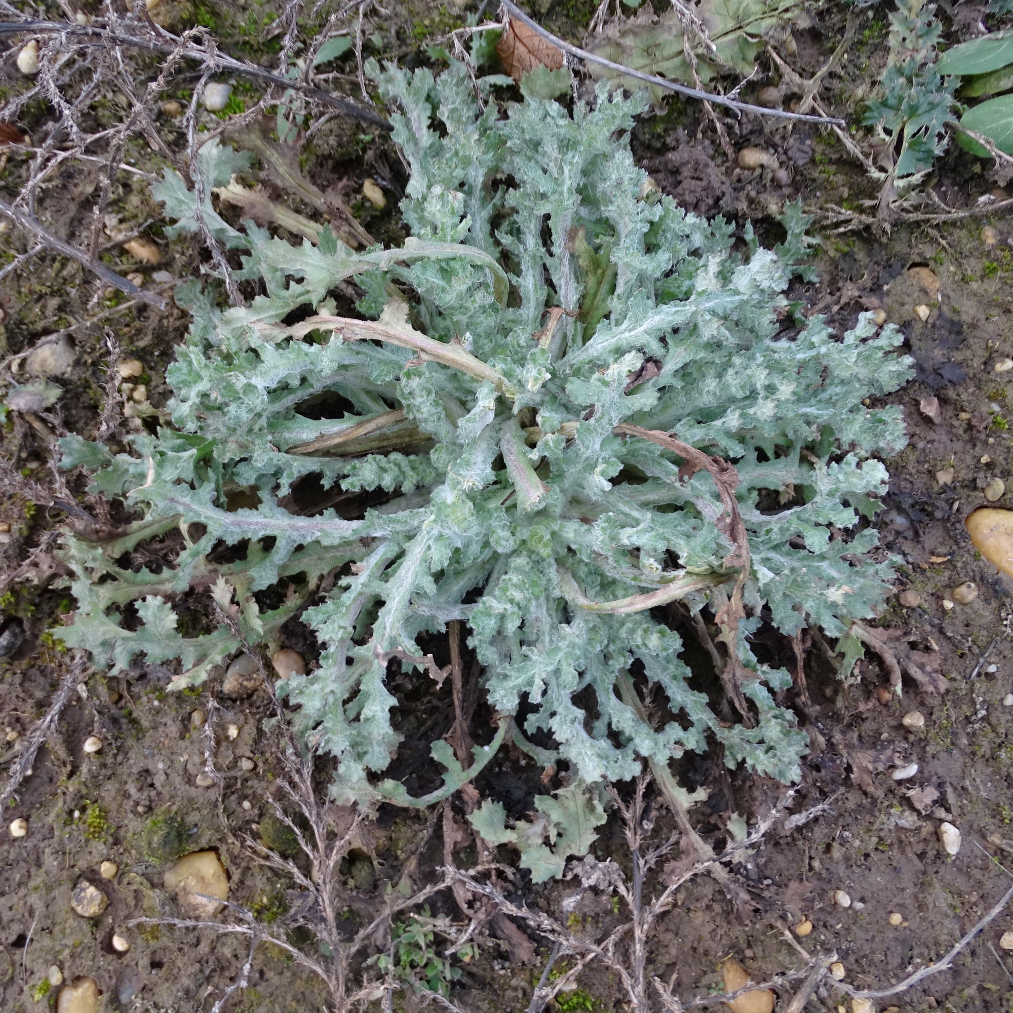 DSC08191 rosetten, 2021-01-25, potzneusiedl-gattendorf, senecio vernalis.JPG