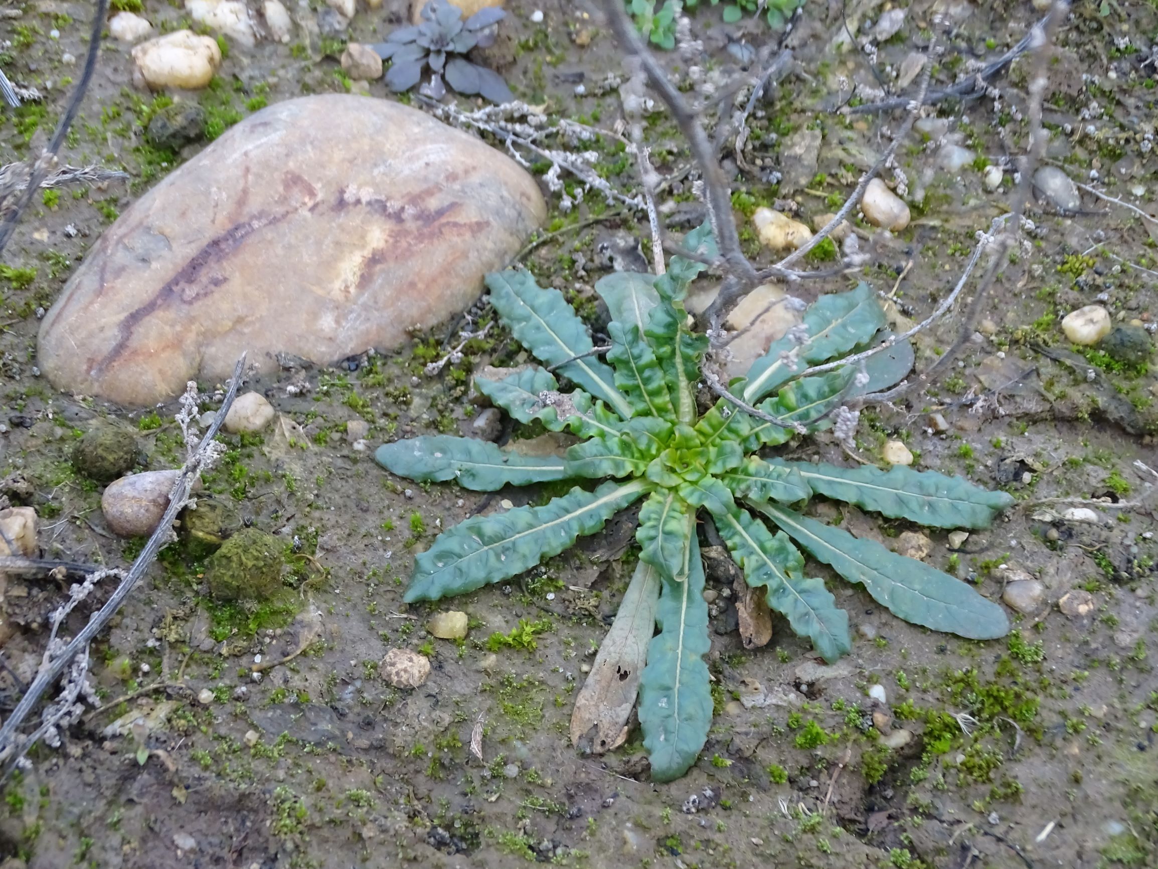 DSC08193 rosetten, 2021-01-25, potzneusiedl-gattendorf, reseda luteola, cf. arabidopsis thaliana.JPG