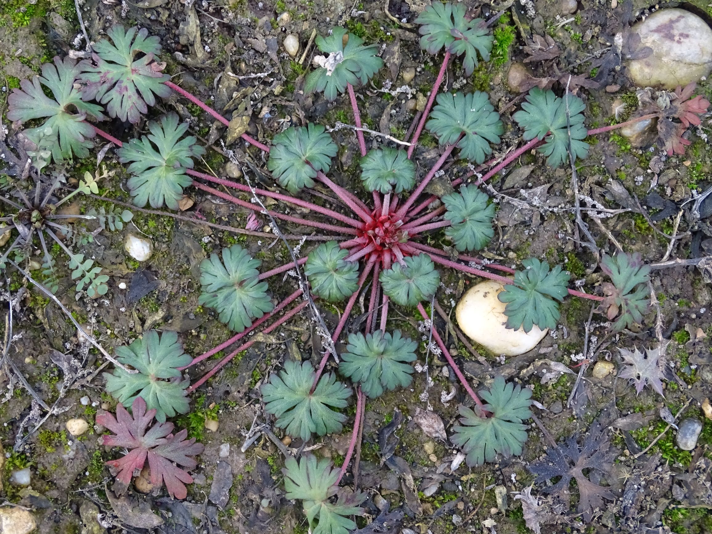 DSC08194 rosetten, 2021-01-25, potzneusiedl-gattendorf, geranium sp., capsella bursa-pastoris.JPG