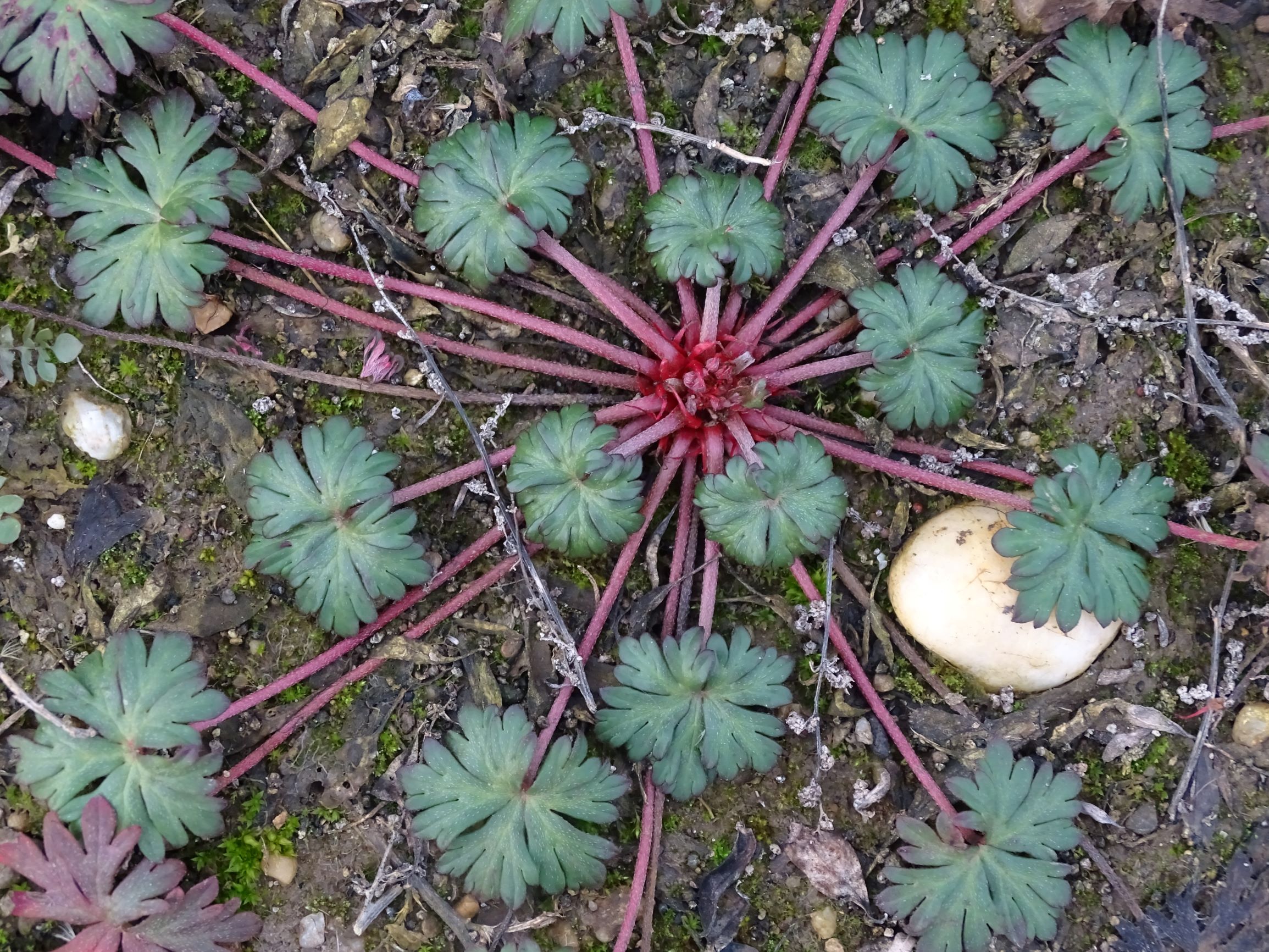 DSC08195 rosetten, 2021-01-25, potzneusiedl-gattendorf, geranium sp..JPG