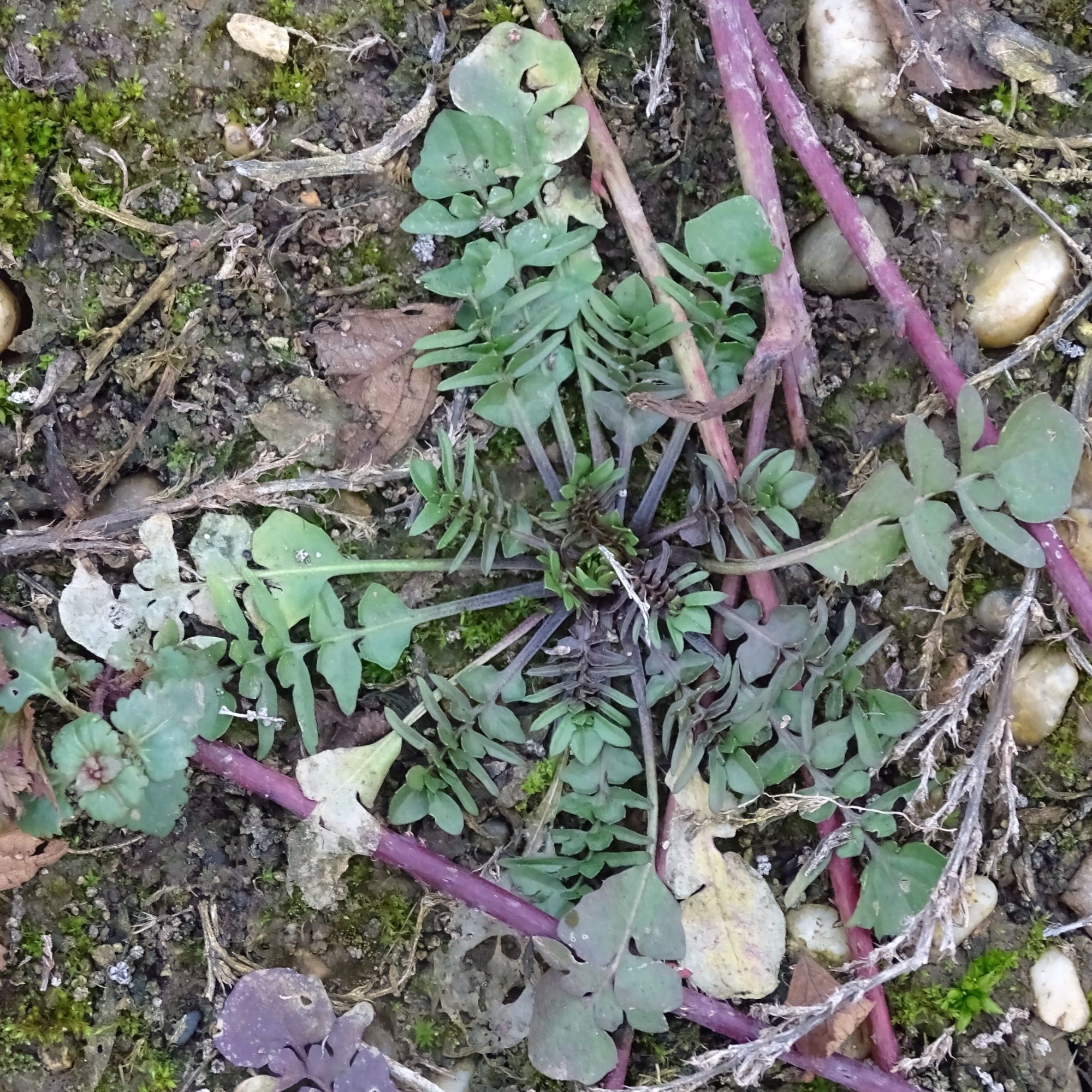 DSC08197 rosetten, 2021-01-25, potzneusiedl-gattendorf, capsella bursa-pastoris.JPG