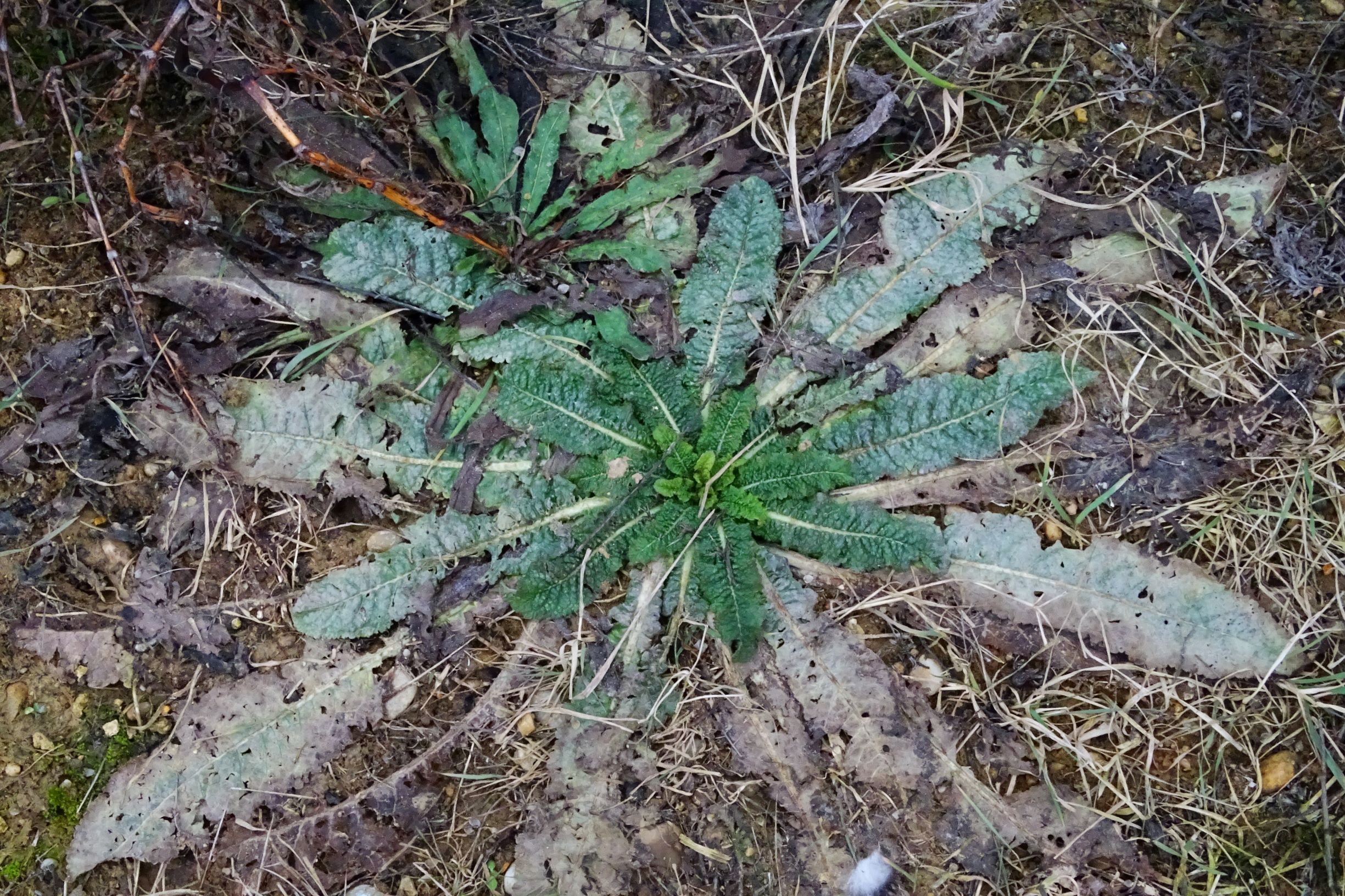 DSC08215 rosetten, 2021-01-25, potzneusiedl-gattendorf, dipsacus fullonum, echium vulgare.JPG