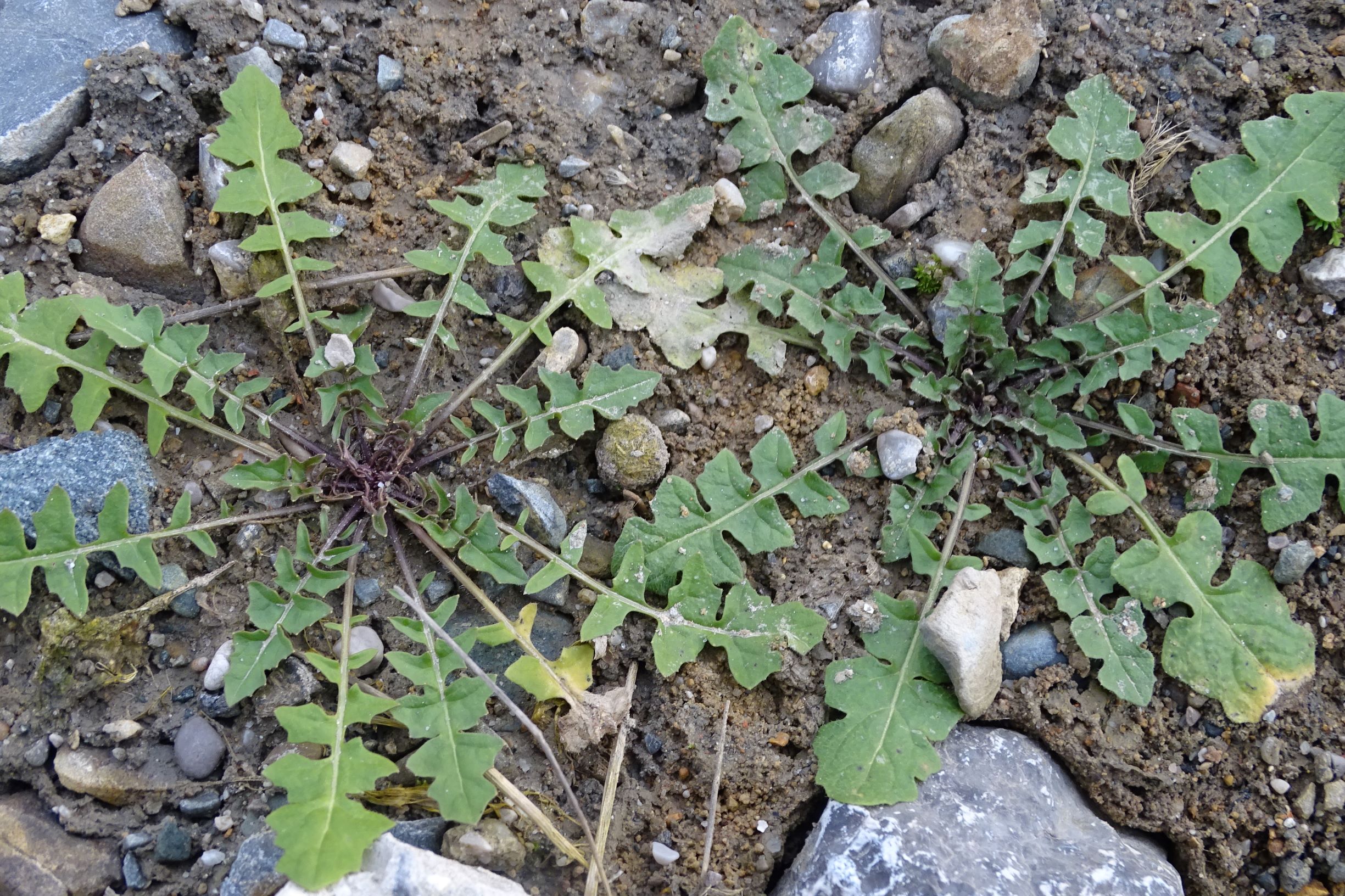 DSC08232 rosetten, 2021-01-25, potzneusiedl-gattendorf, sisymbrium sp..JPG