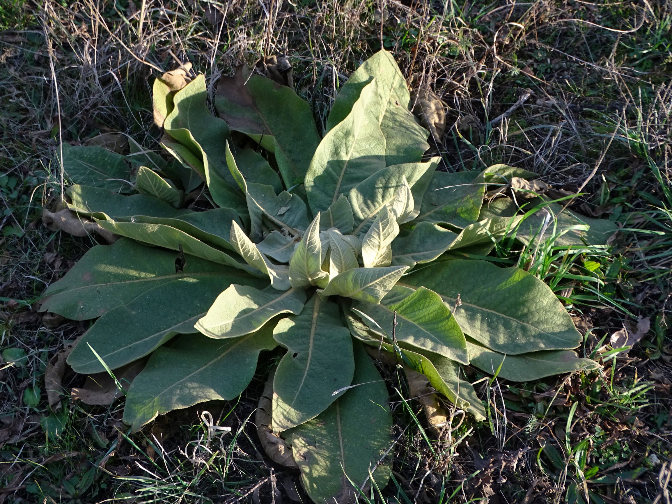 DSC08260 rosetten, 2021-01-25 bei grünbrücke A6, verbascum speciosum.JPG