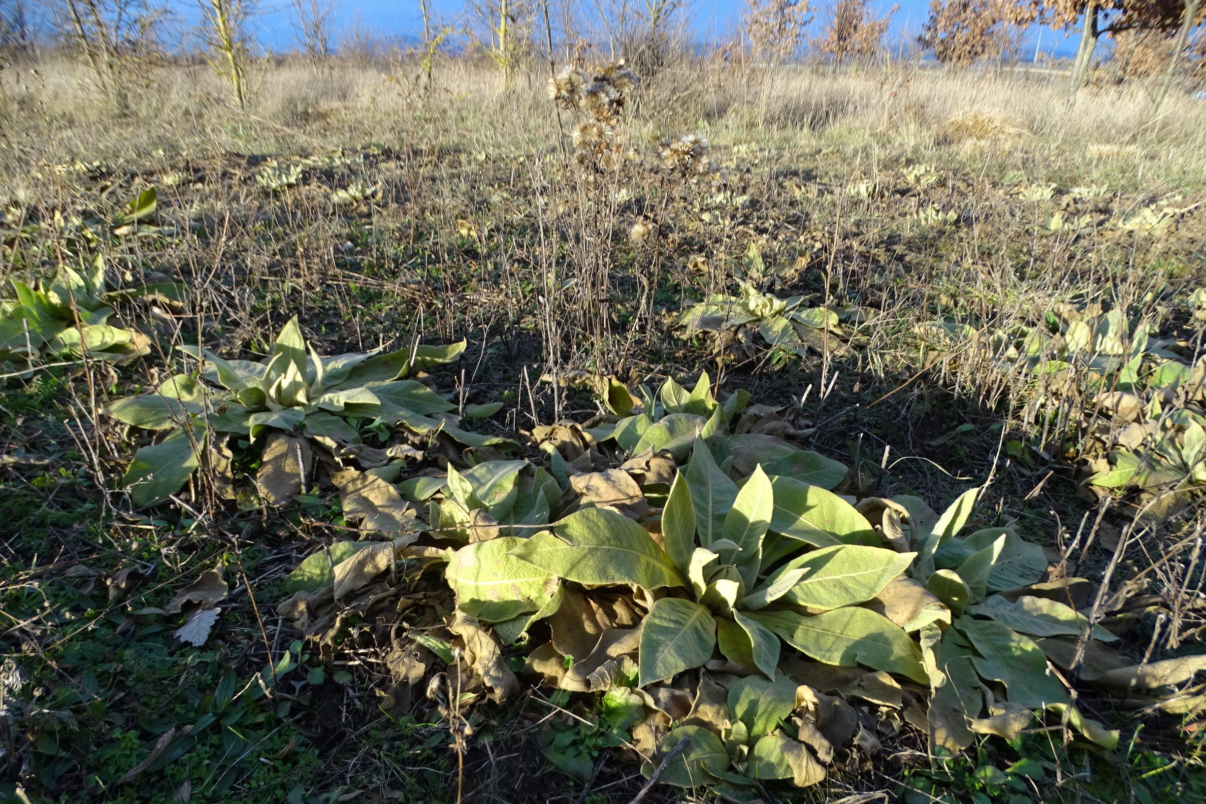 DSC08272 rosetten, 2021-01-25 bei grünbrücke A6, verbascum speciosum.JPG