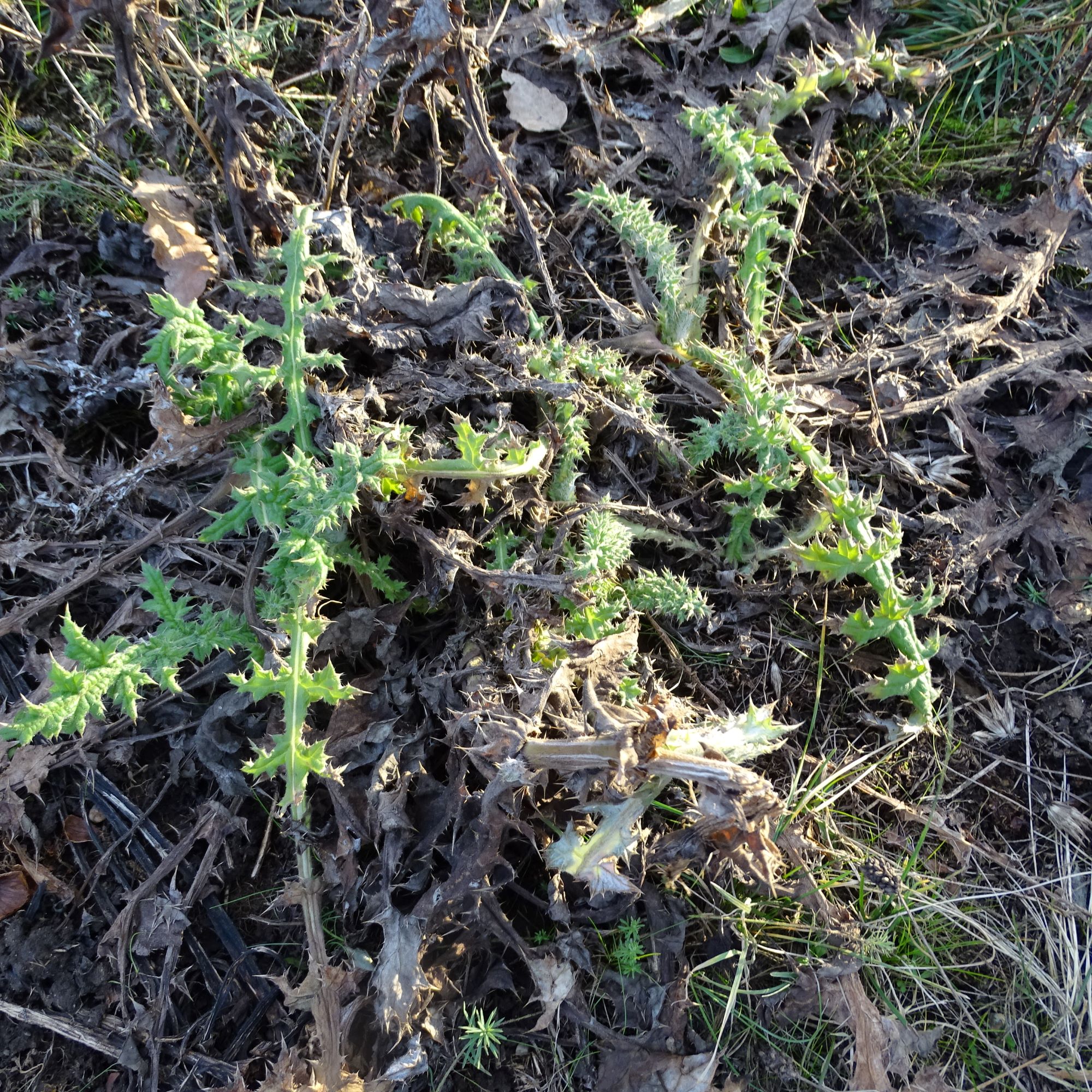 DSC08281 rosetten, 2021-01-25 bei grünbrücke A6, echinops sphaerocephalus.JPG