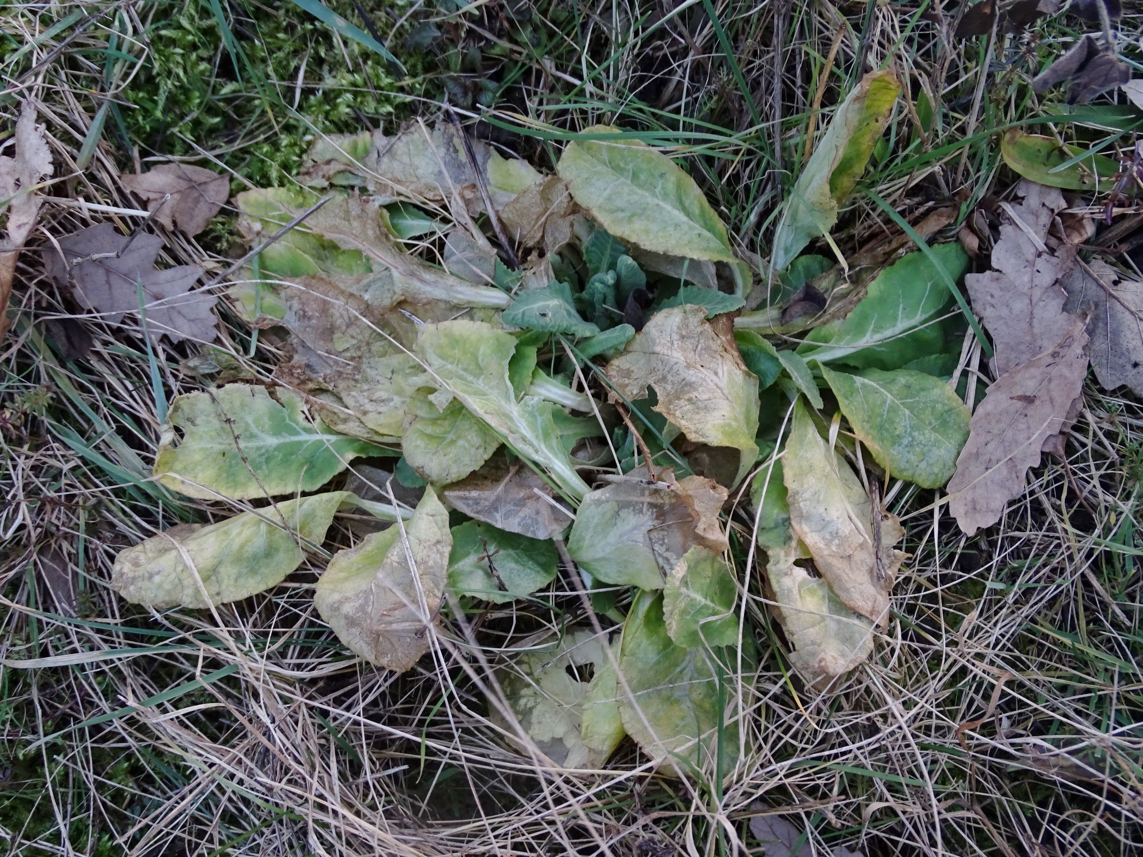 DSC08346 rosetten, 2021-01-25 bei grünbrücke A6, primula veris.JPG