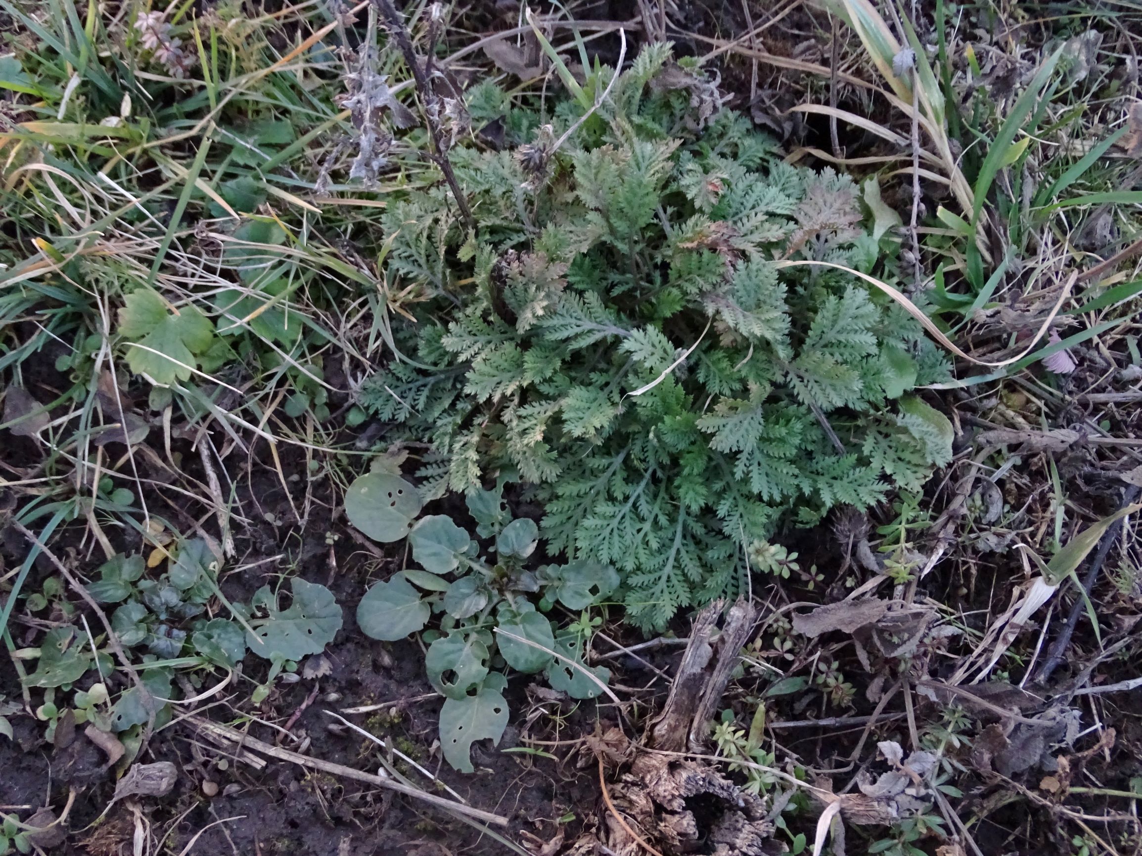 DSC08359 rosetten, 2021-01-25 bei grünbrücke A6, barbarea vulgaris, anthemis cf. tinctoria.JPG