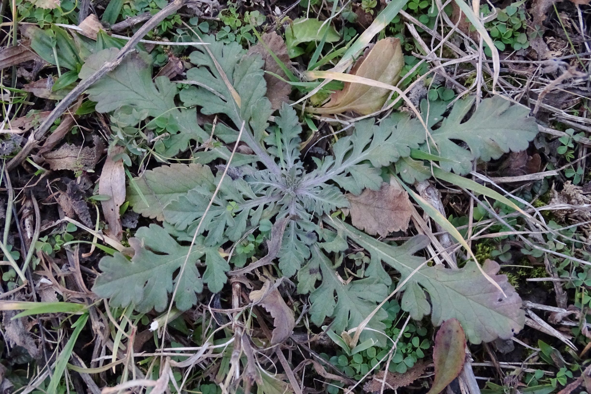 DSC08369 rosetten, 2021-01-25 bei grünbrücke A6, scabiosa sp..JPG