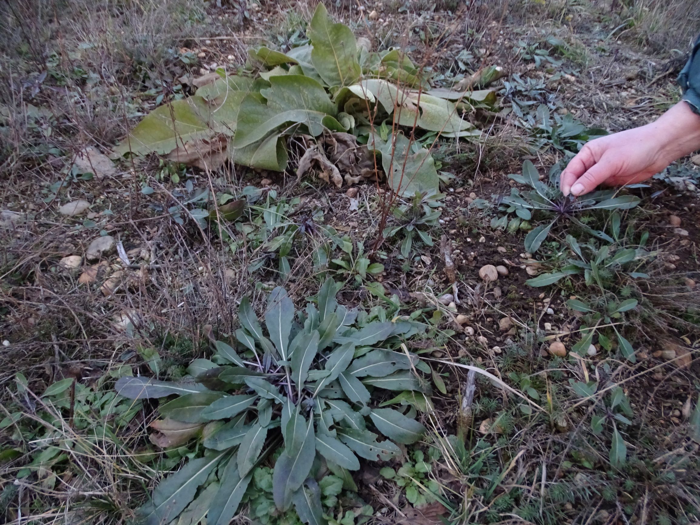 DSC08399 rosetten, 2021-01-25 bei grünbrücke A6, isatis tinctoria, verbascum speciosum.JPG