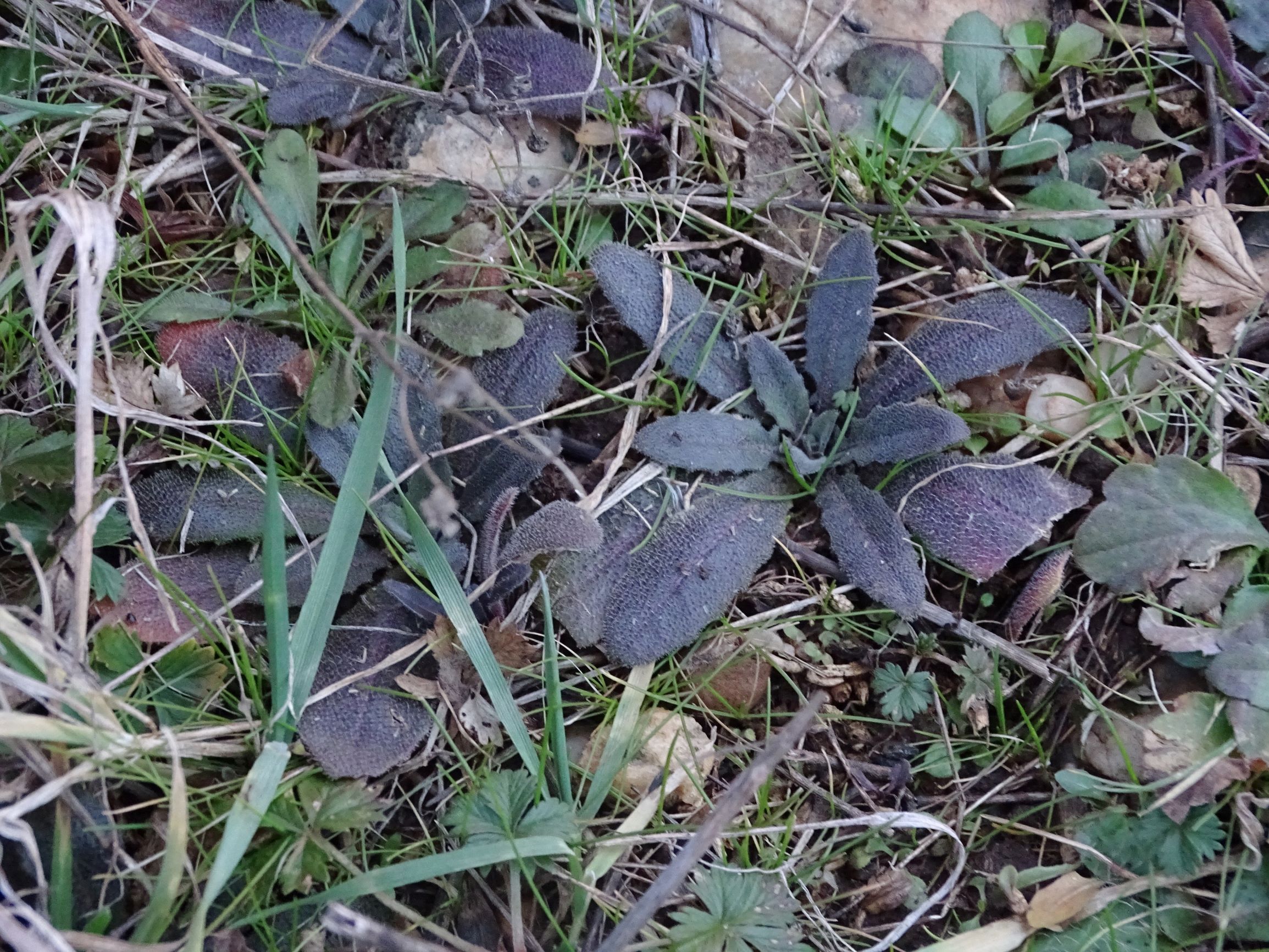 DSC08409 rosetten, 2021-01-25 bei grünbrücke A6, cf. arabidopsis thaliana.JPG