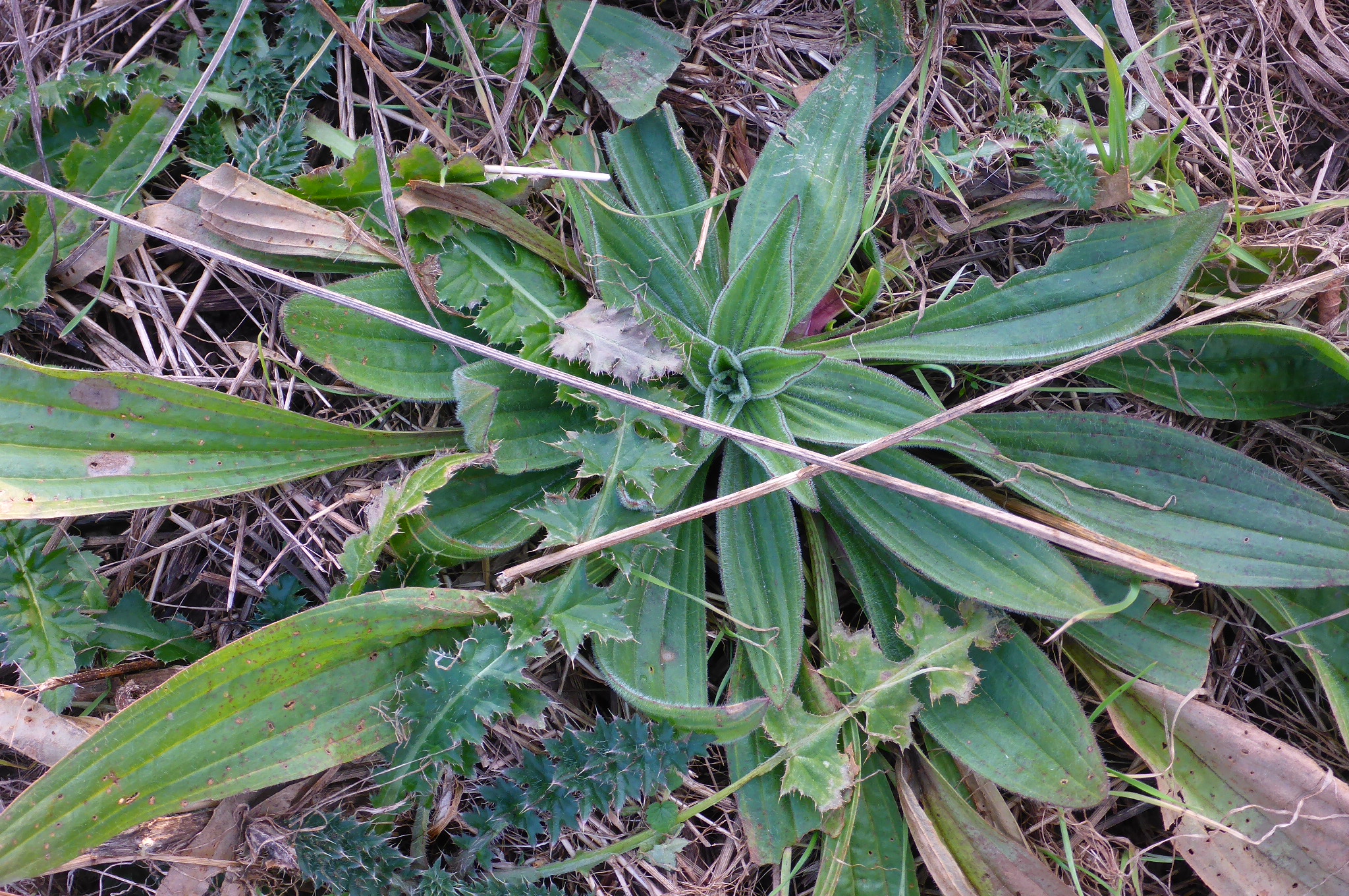 P2470882 rosetten, 2021-01-25, potzneusiedl, plantago lanceolata.JPG