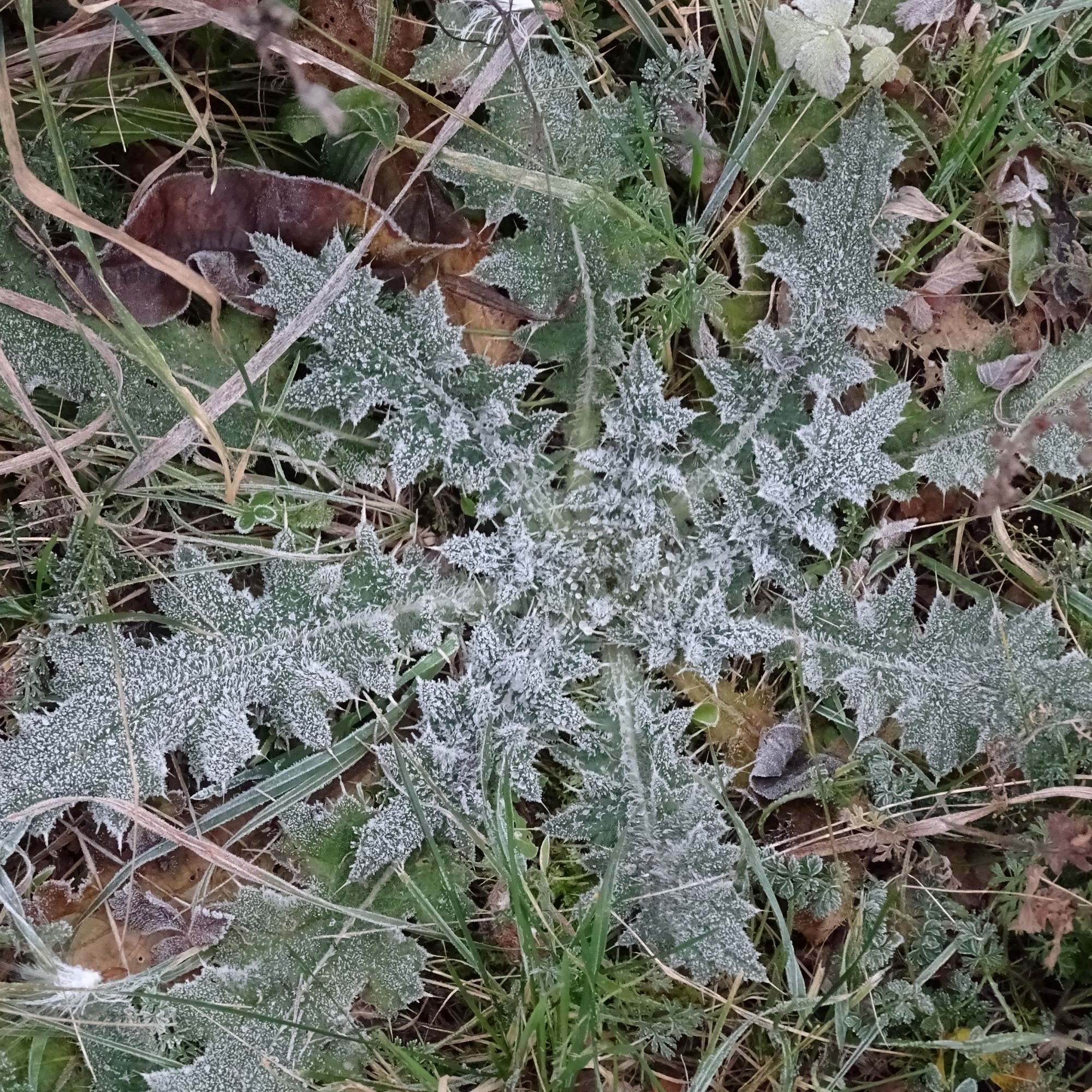 DSC04107 prellenkirchen, 2020-12-01, cirsium vulgare.JPG