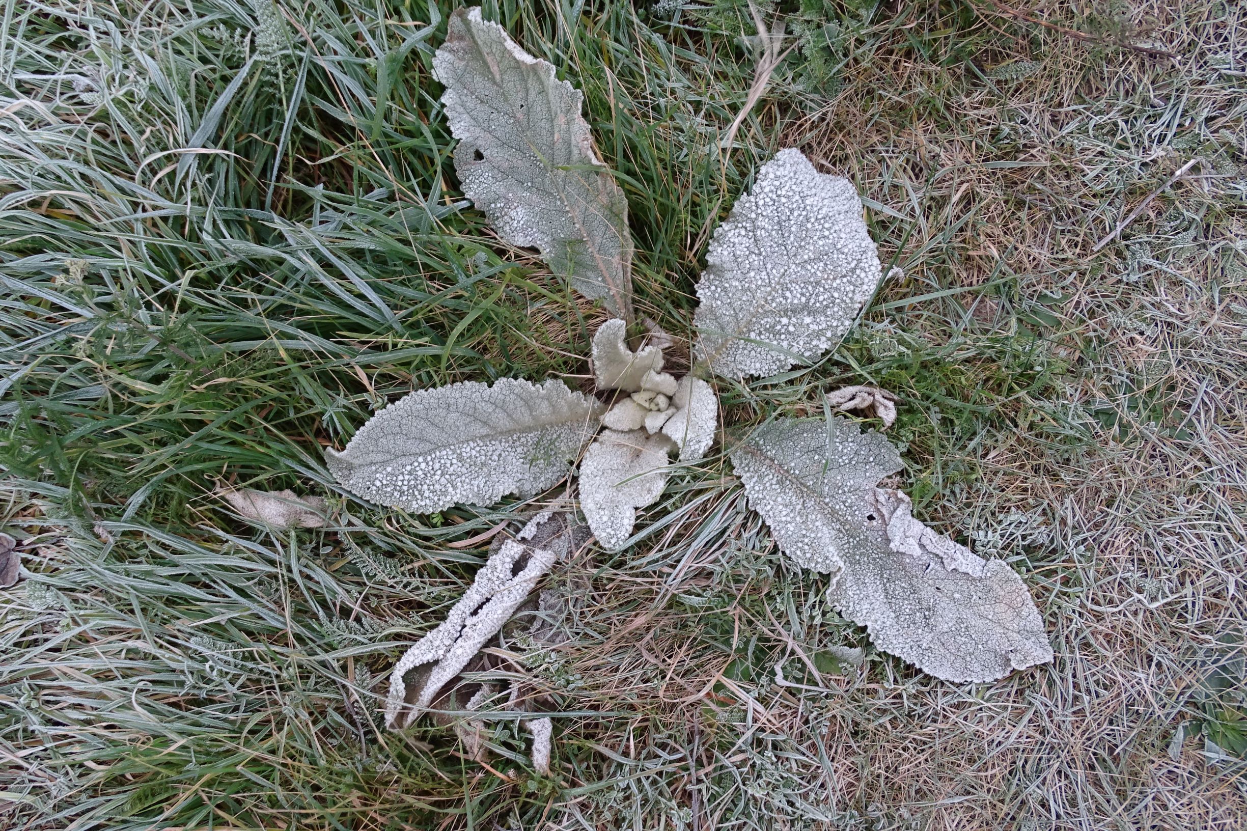 DSC04109 prellenkirchen, 2020-12-01, verbascum phlomoides.JPG