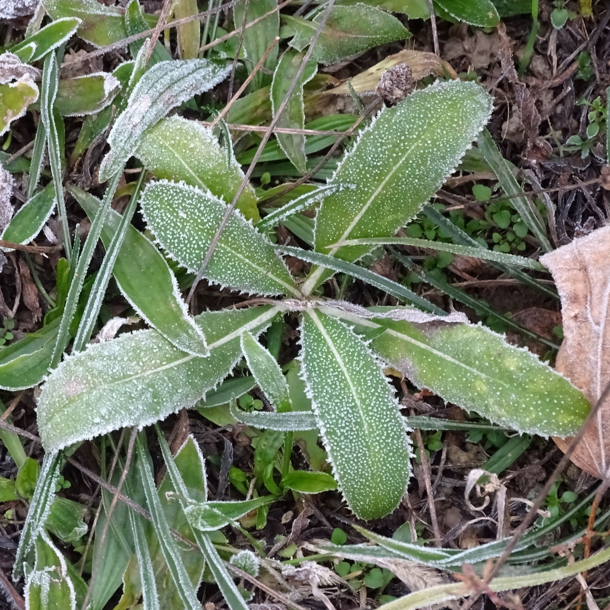 DSC04138 prellenkirchen, 2020-12-01, cirsium arvense.JPG