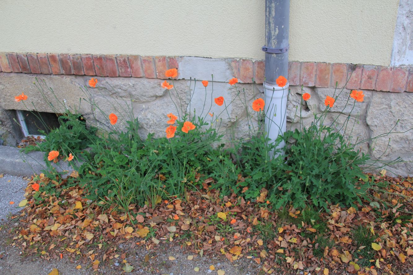 Papaver_atlanticum_Gutenstein-Vorderbruck_20171013_02.jpg