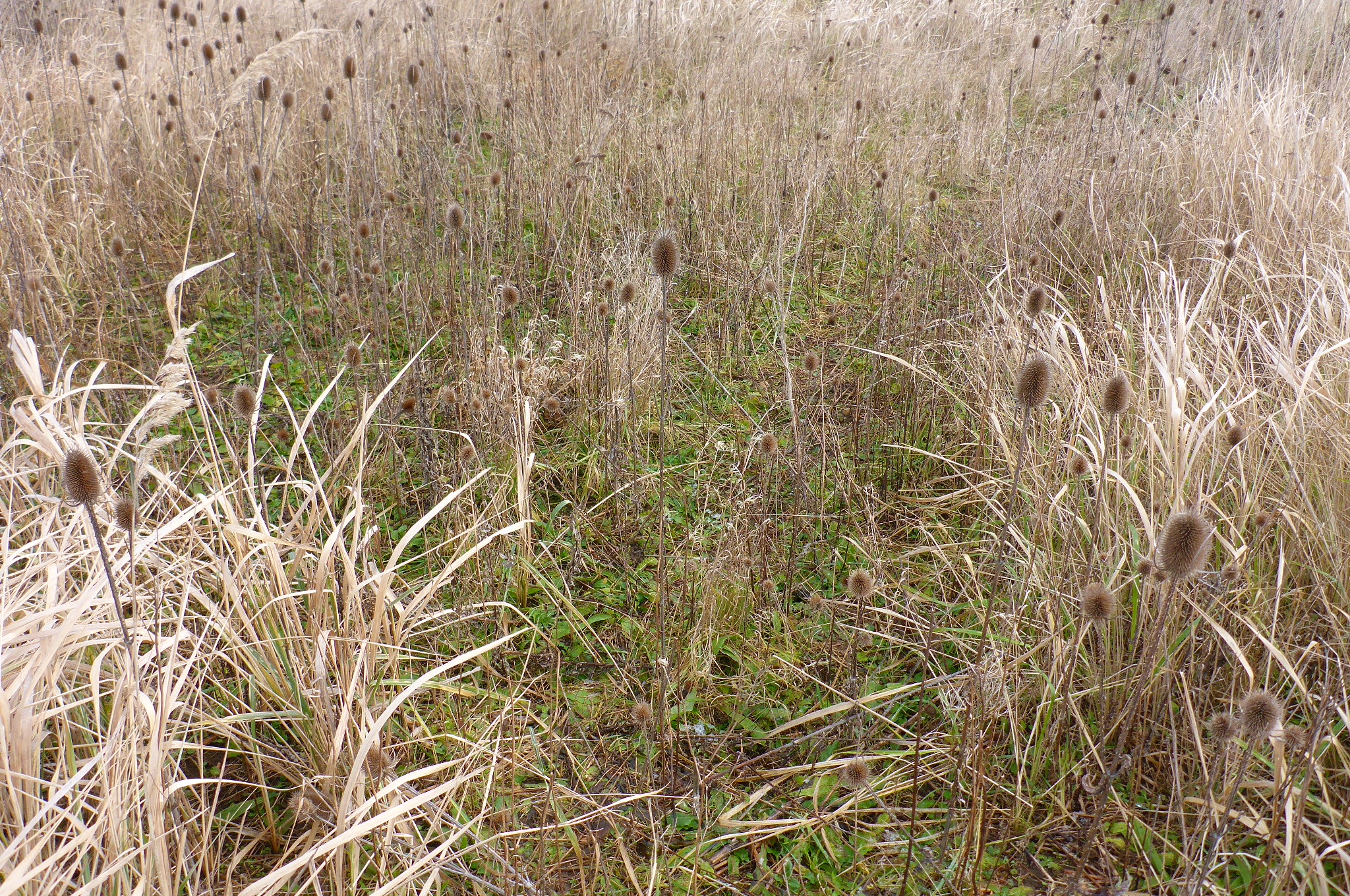 P2470937 prellenkirchen, 2021-01-27, dipsacus fullonum.JPG