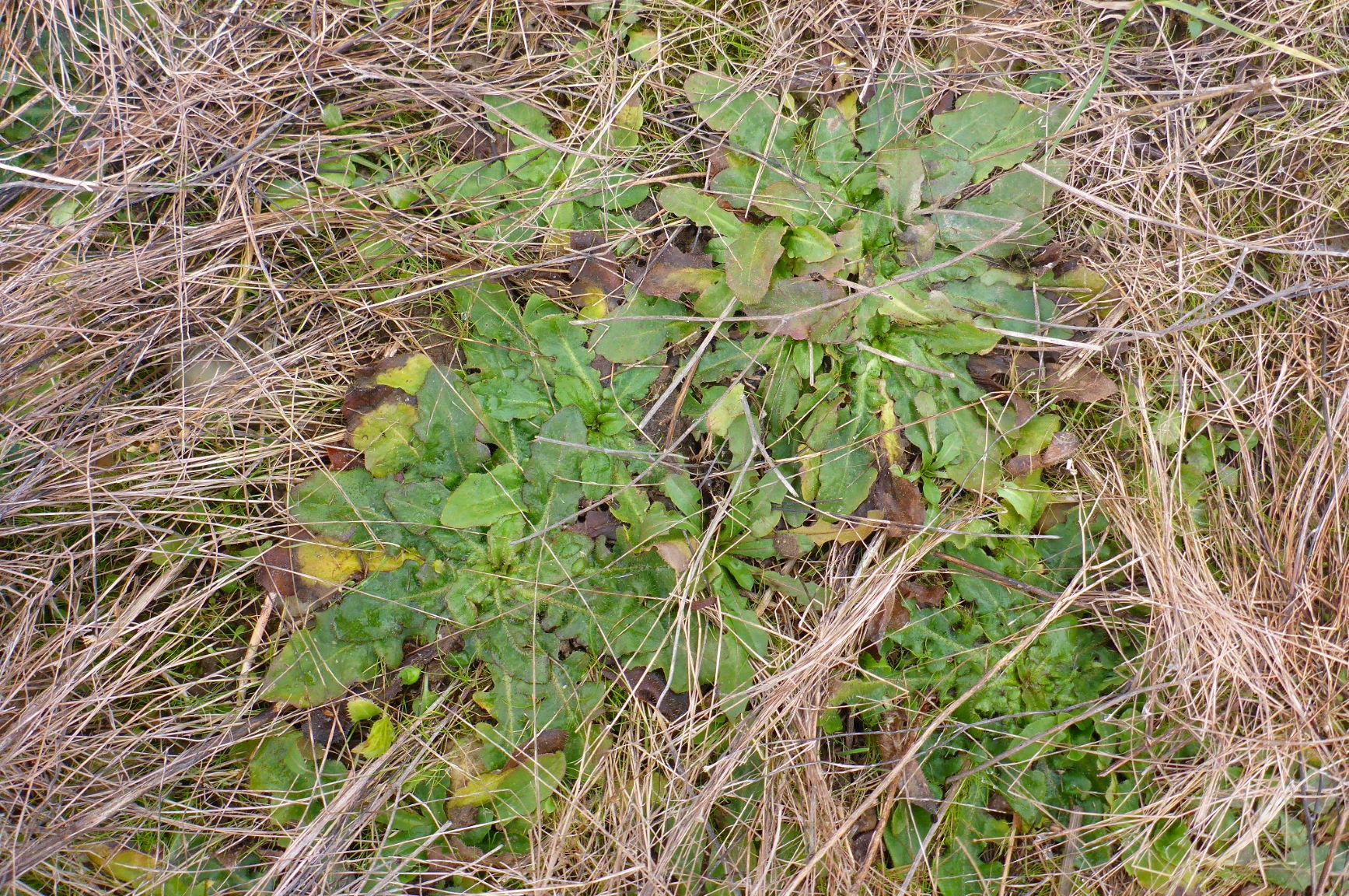 P2470992 rosetten, prellenkirchen, 2021-01-27, hypochaeris radicata.JPG