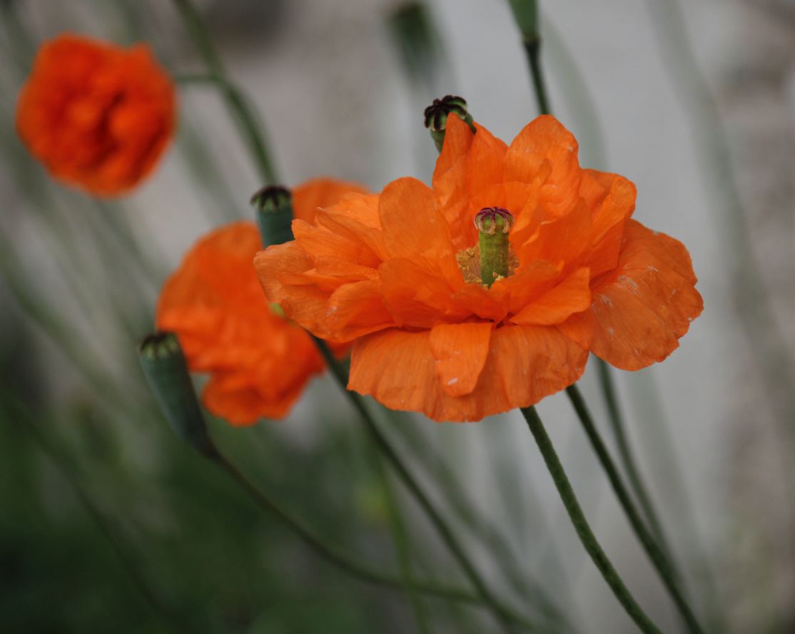 Papaver_atlanticum_Gutenstein-Vorderbruck_20171013_05.jpg