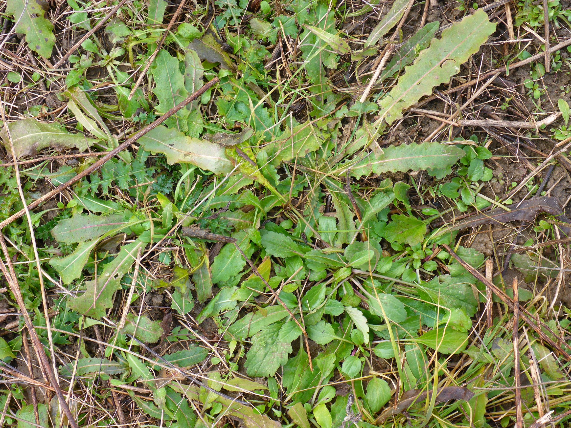 P2480017 rosetten, prellenkirchen, 2021-01-27, picris hieracioides, erigeron annuus, carduus acanthoides.JPG