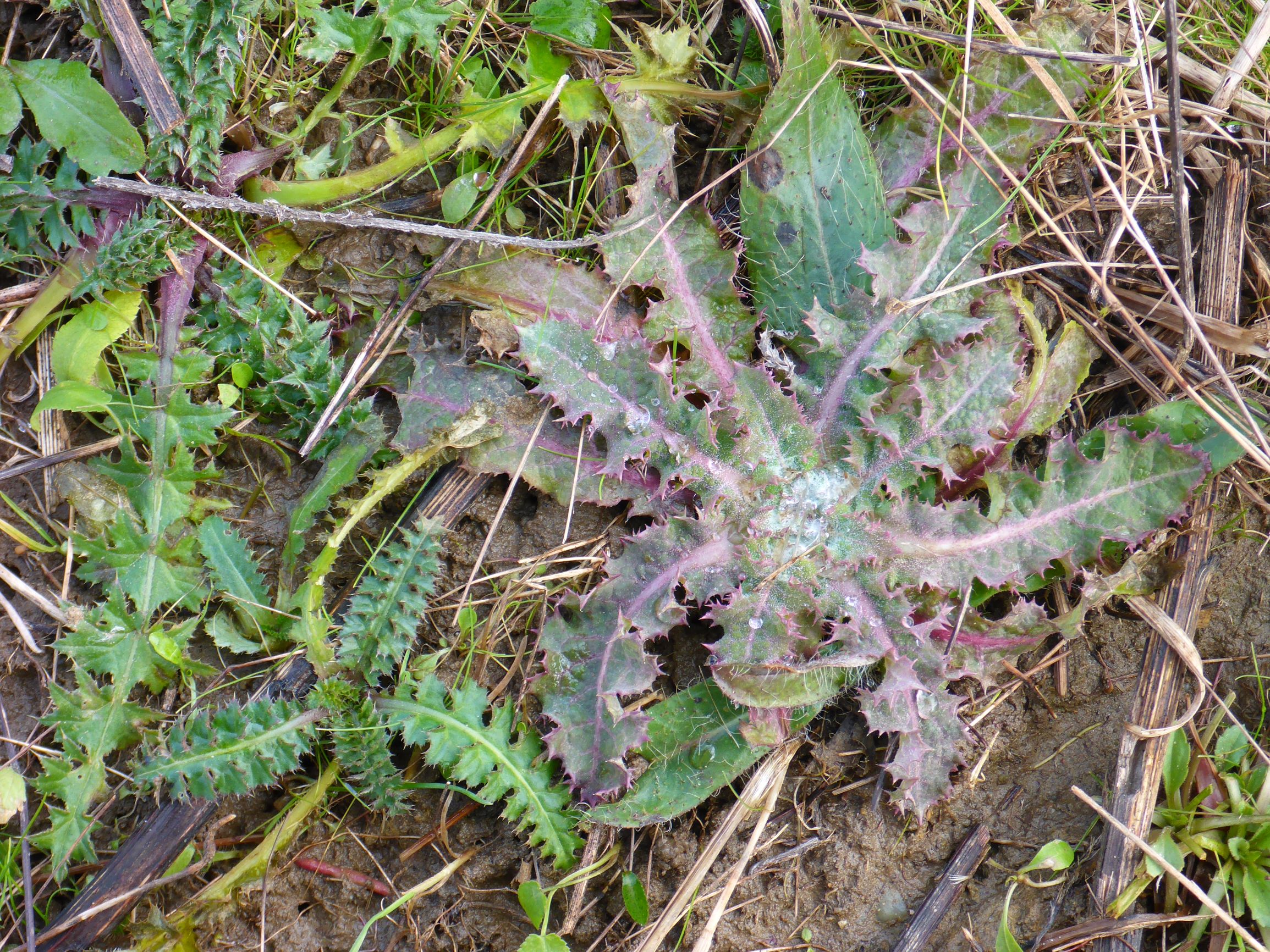 P2480018 rosetten, prellenkirchen, 2021-01-27, sonchus sp., carduus acanthoides.JPG