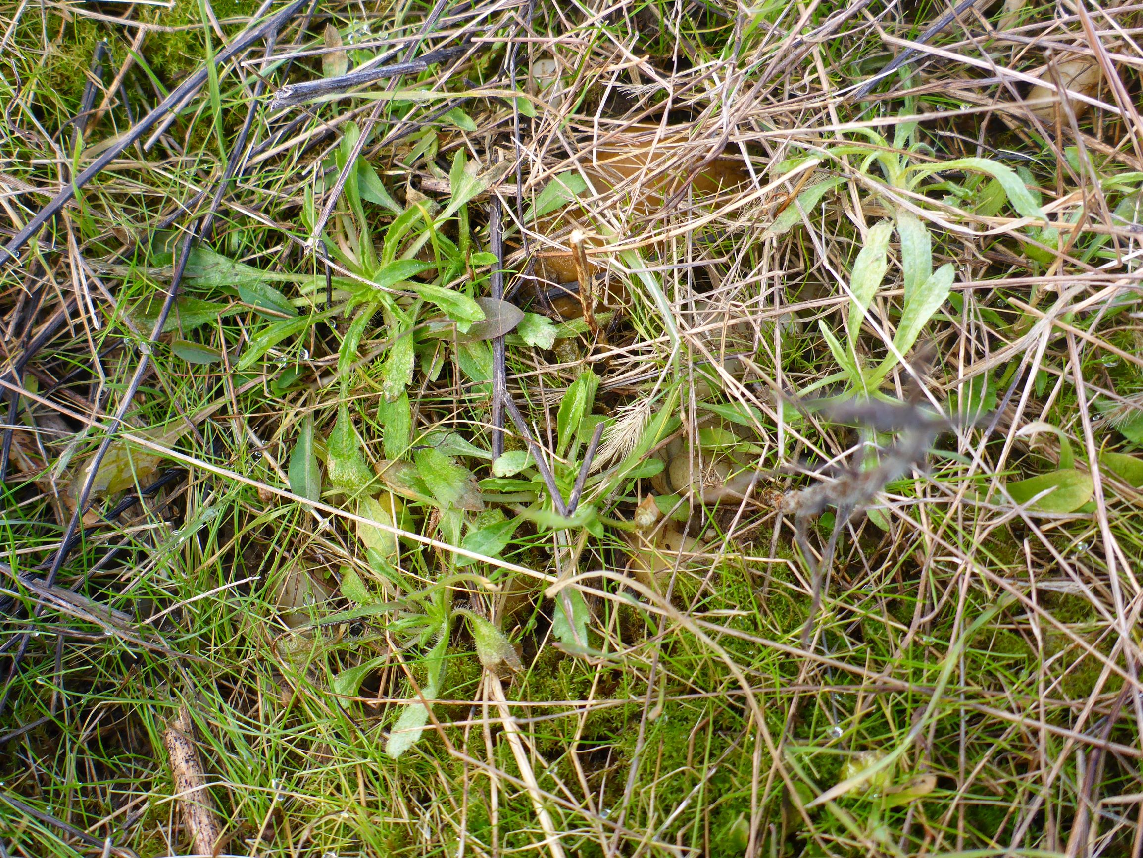 P2480043 rosetten, prellenkirchen, 2021-01-27, poacee indet., erigeron canadensis.JPG