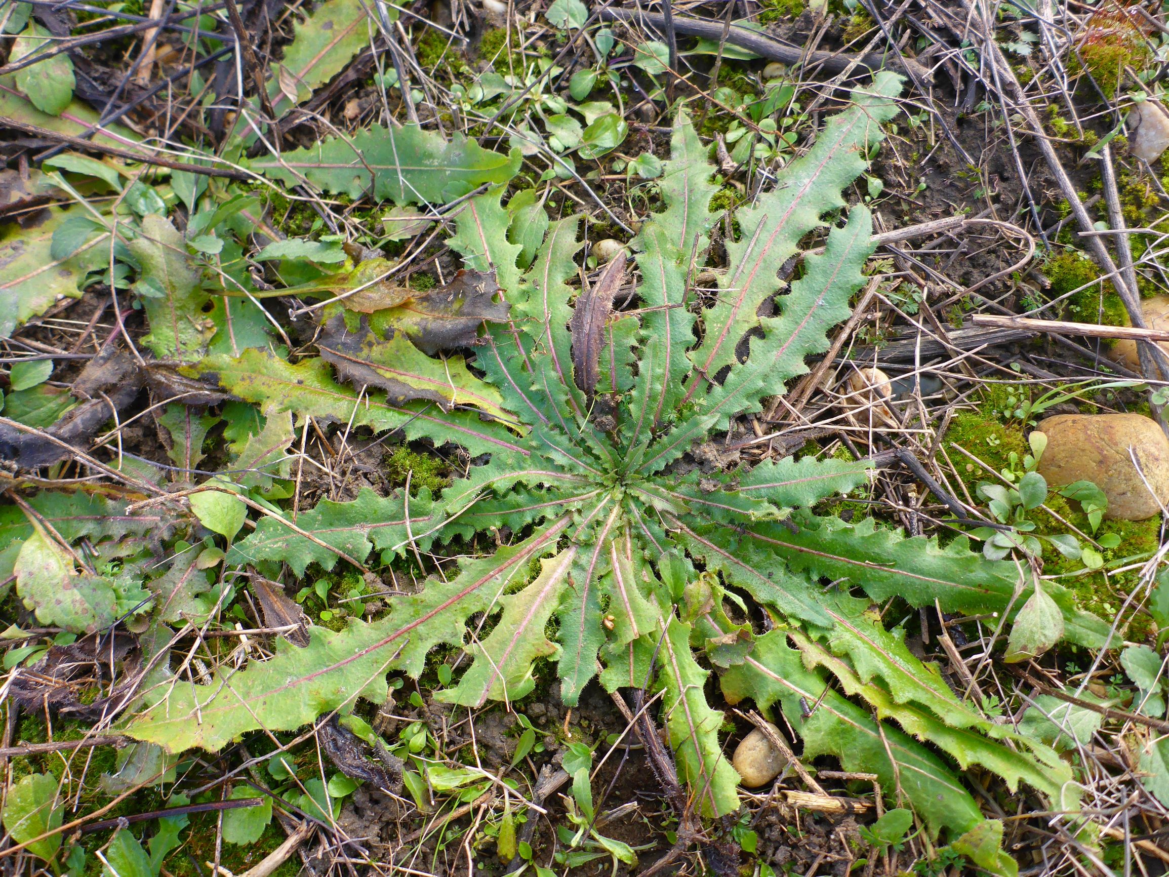 P2480050 rosetten, prellenkirchen, 2021-01-27, picris hieracioides.JPG