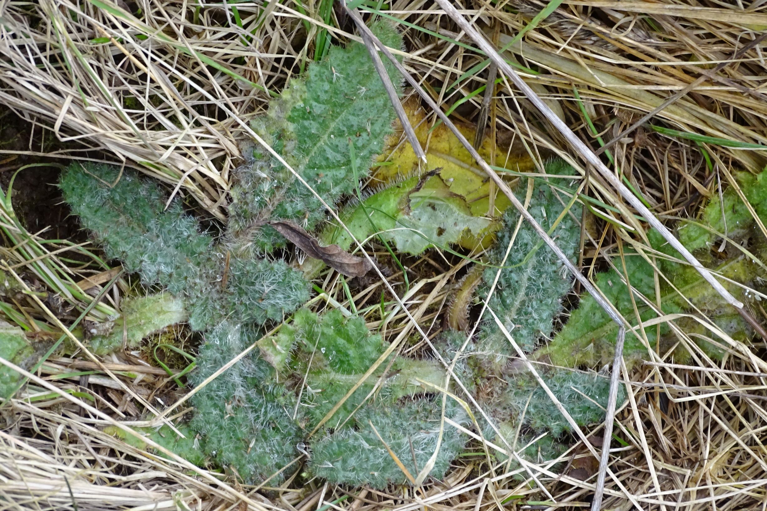 DSC08649 rosetten, prellenkirchen, 2021-01-27, cirsium vulgare.JPG