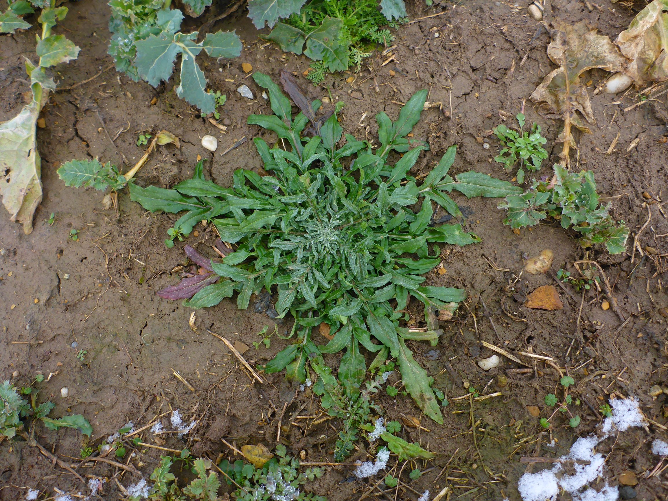 P2470913 prellenkirchen, 2021-01-27, cyanus segetum in rapsfeld.JPG