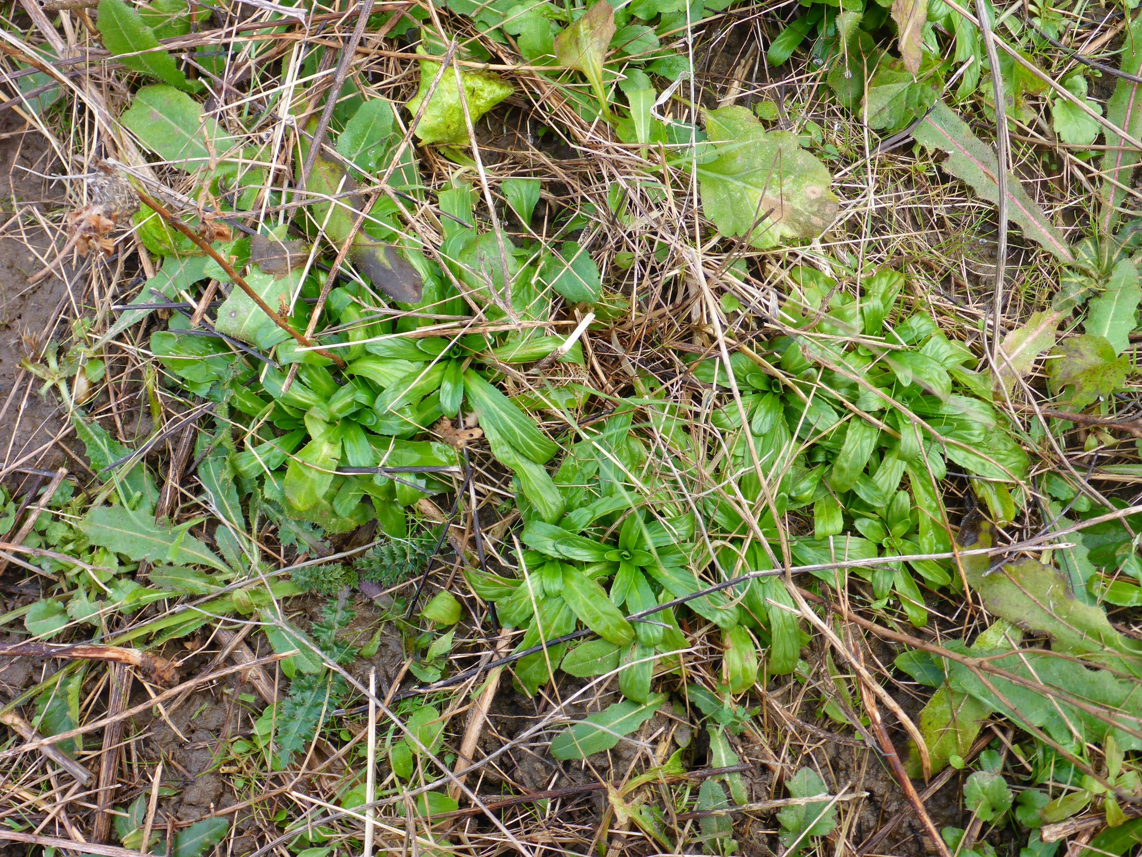 P2480016 prellenkirchen, 2021-01-27, epilobium annuus, picris hieracioides.JPG