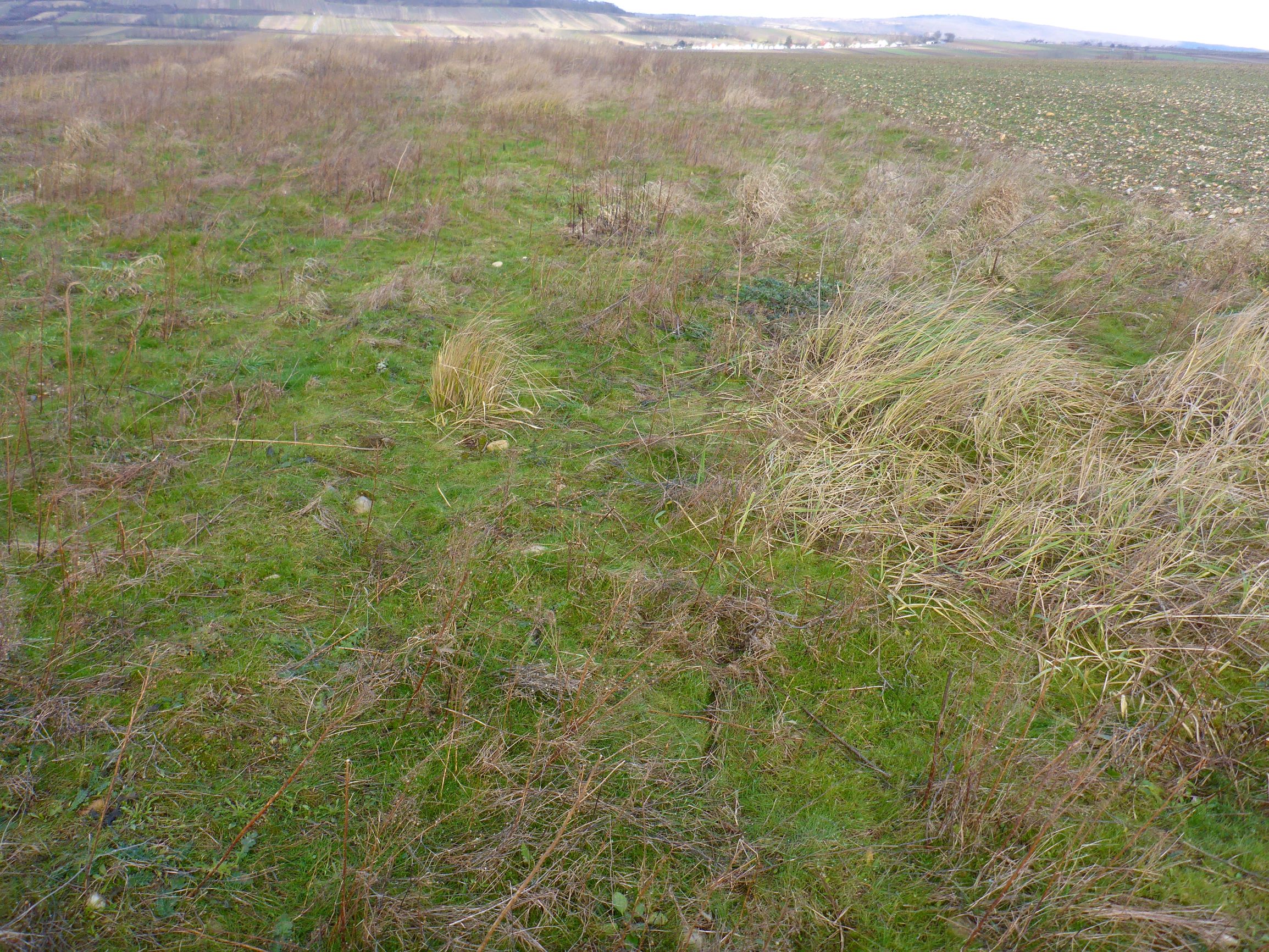 P2480039 prellenkirchen, 2021-01-27, calamagrostis epigejos, poacee indet. etc.JPG