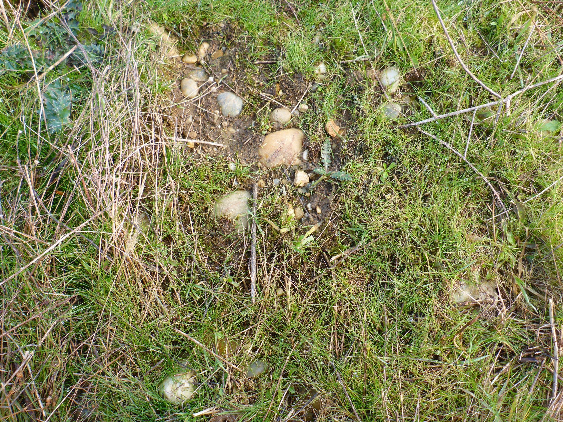P2480040 prellenkirchen, 2021-01-27, poacee indet.JPG