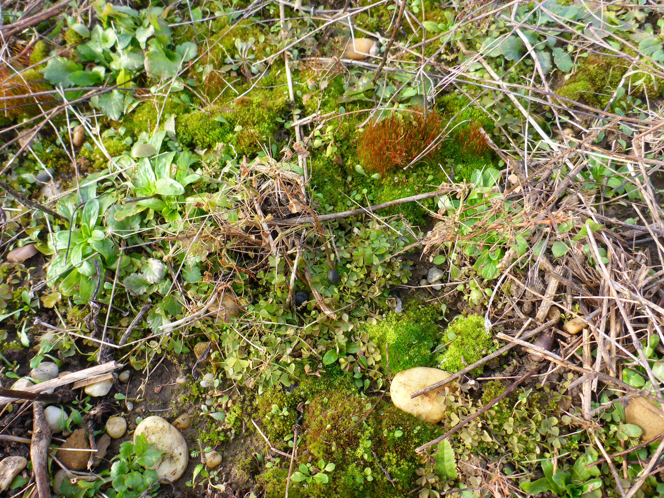 P2480052 prellenkirchen, 2021-01-27, oxalis dillenii, epilobium sp., erigeron annuus, moose.JPG