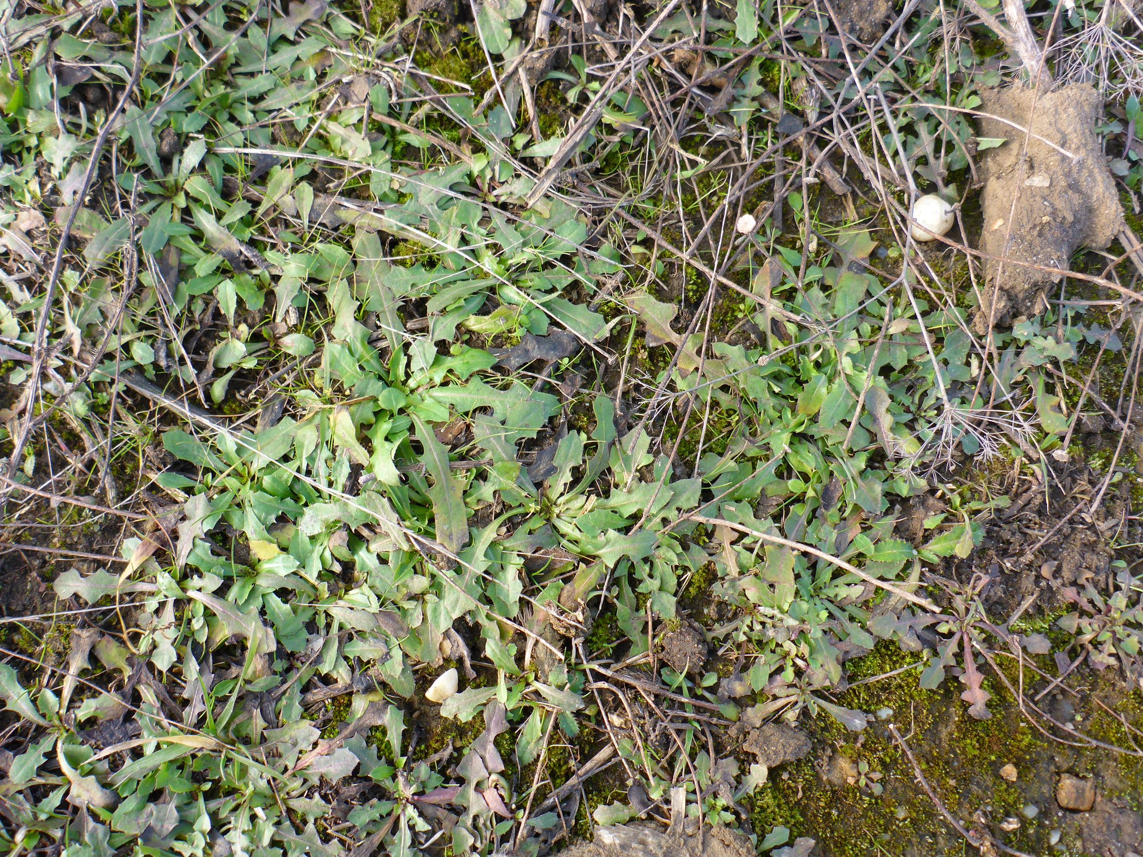 P2480055 prellenkirchen, 2021-01-27, cf. crepis sp..JPG