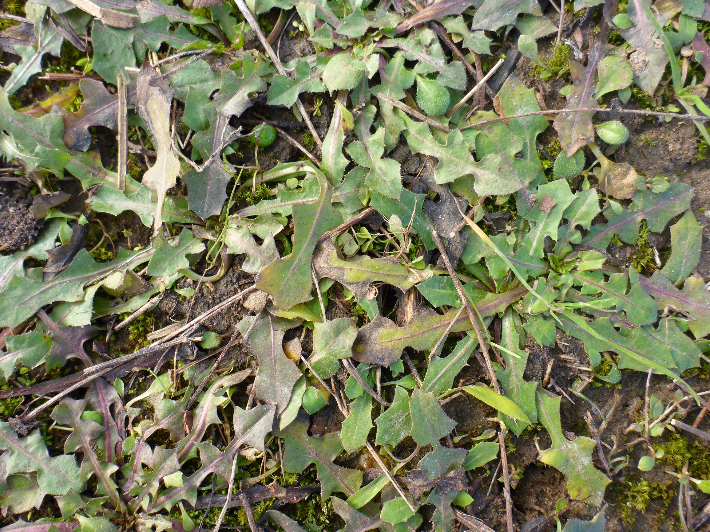 P2480057 prellenkirchen, 2021-01-27, cf. crepis sp.JPG